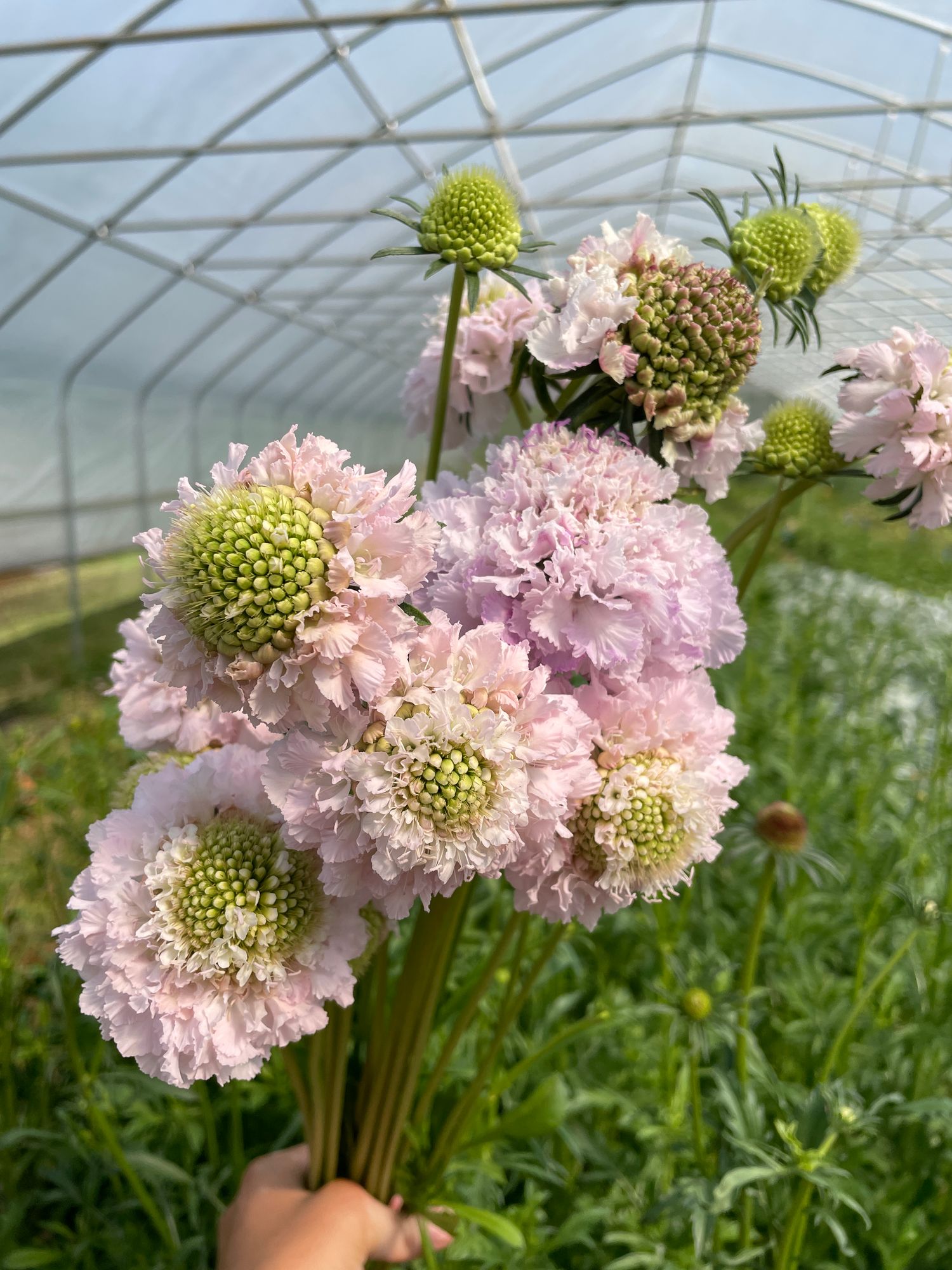 SCABIOSA atropurpurea x caucasica Focal Scoop