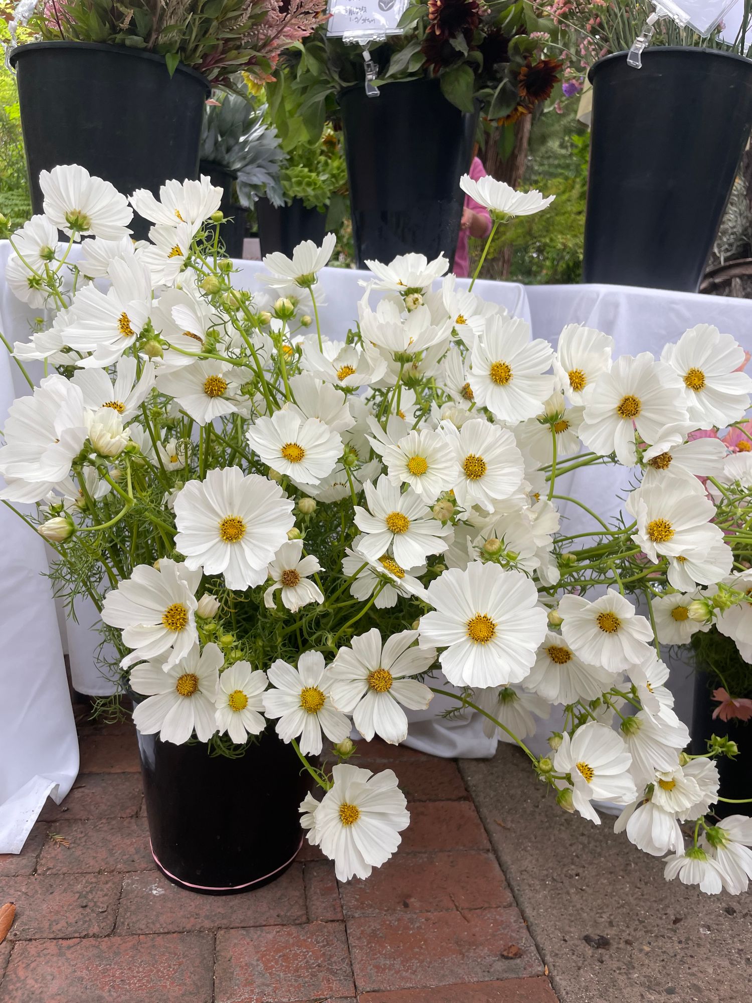 COSMOS