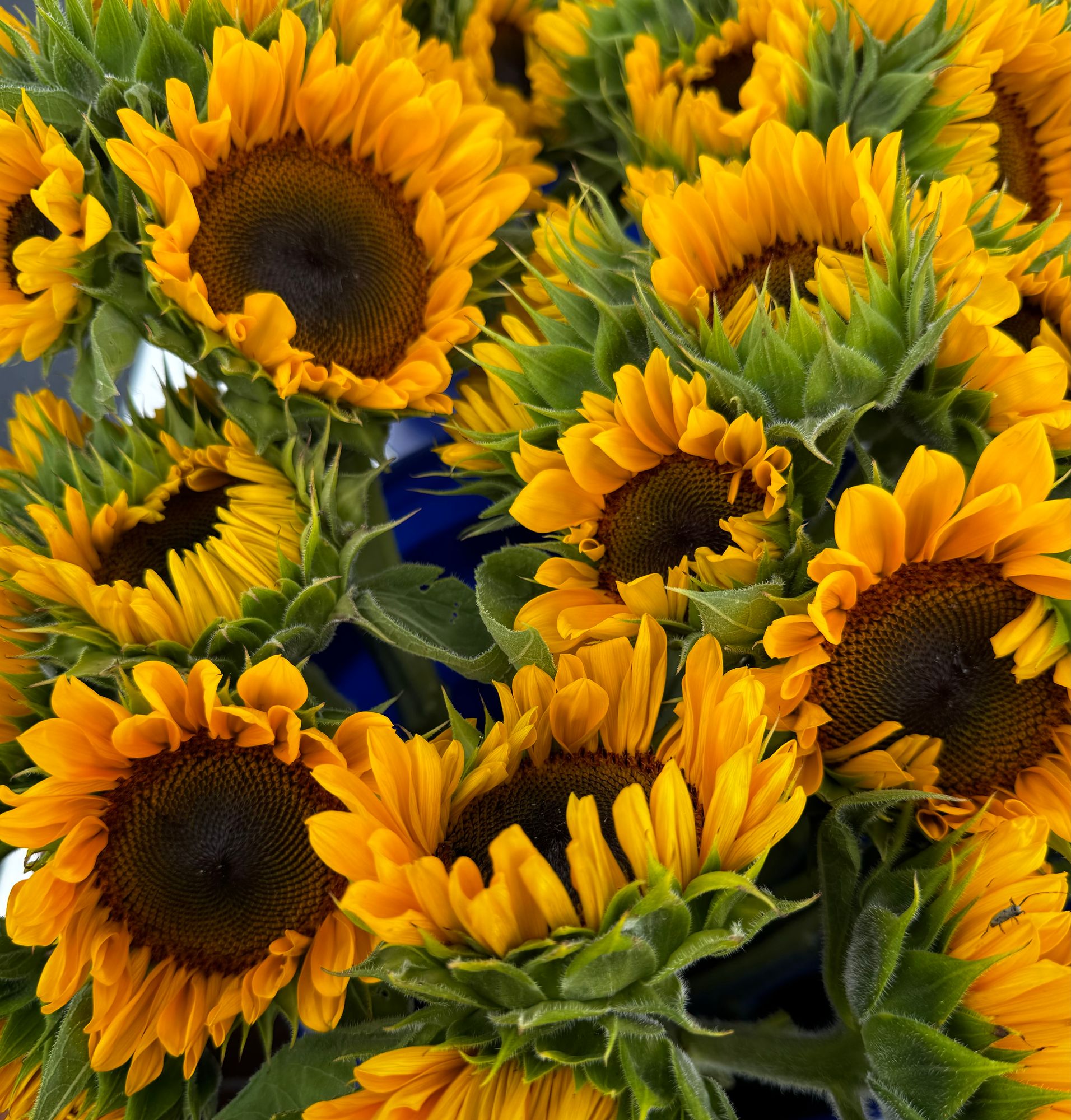 HELIANTHUS annuus ProCut