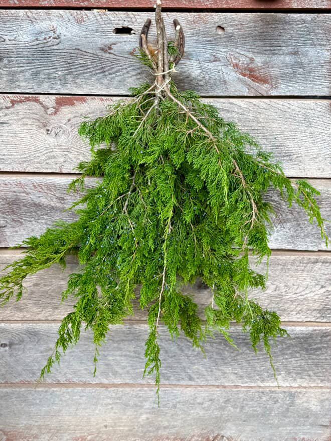 JUNIPERUS virginiana