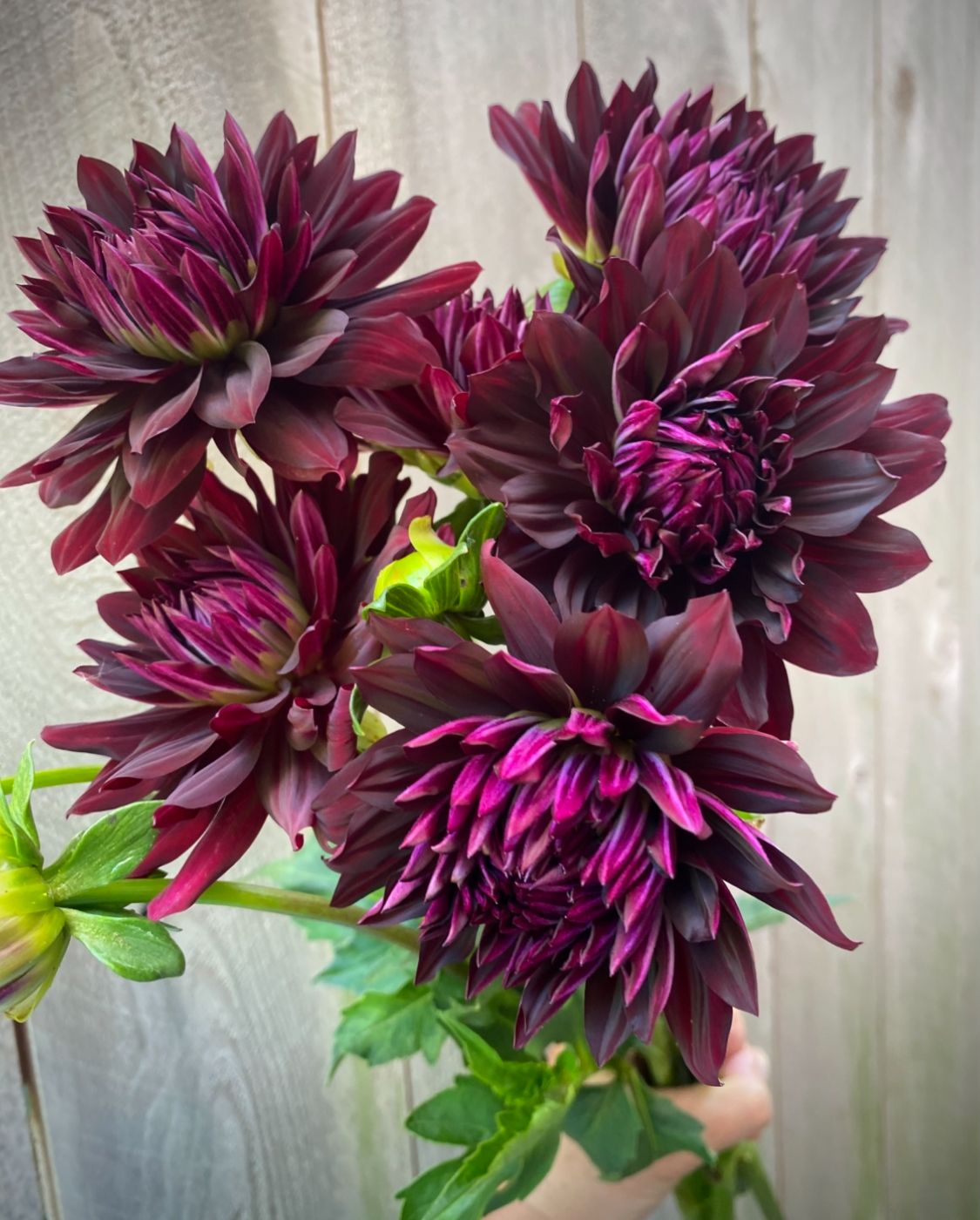 DAHLIA Decorative