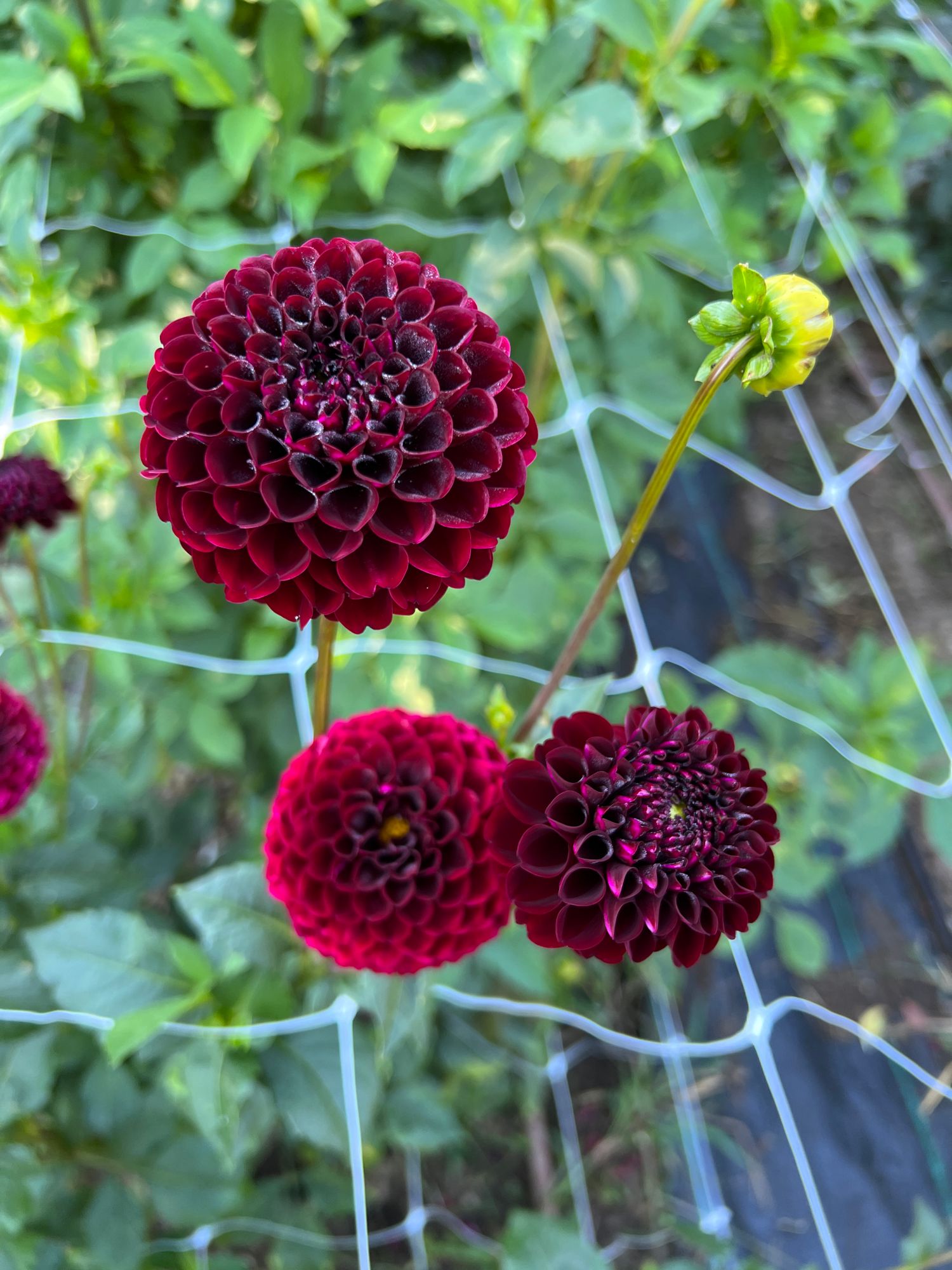 DAHLIA Natal