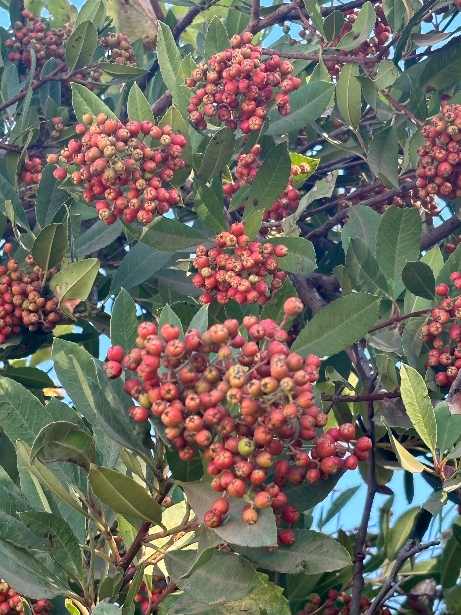 HETEROMELES arbutifolia