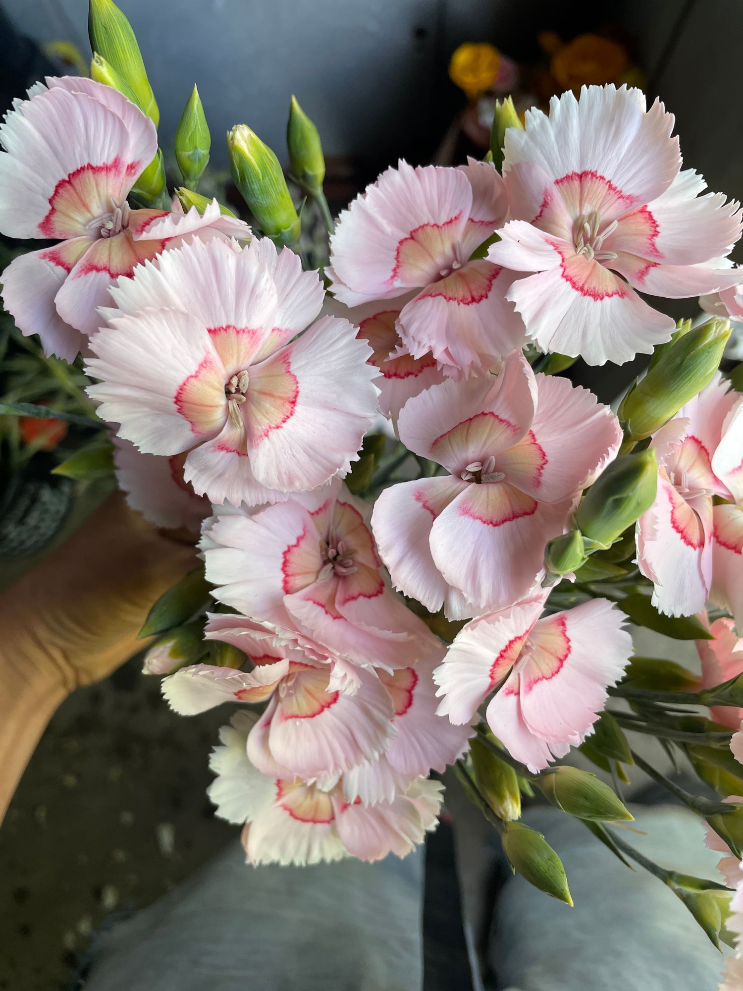 DIANTHUS allwoodii American Pie Georgia Peach Pie