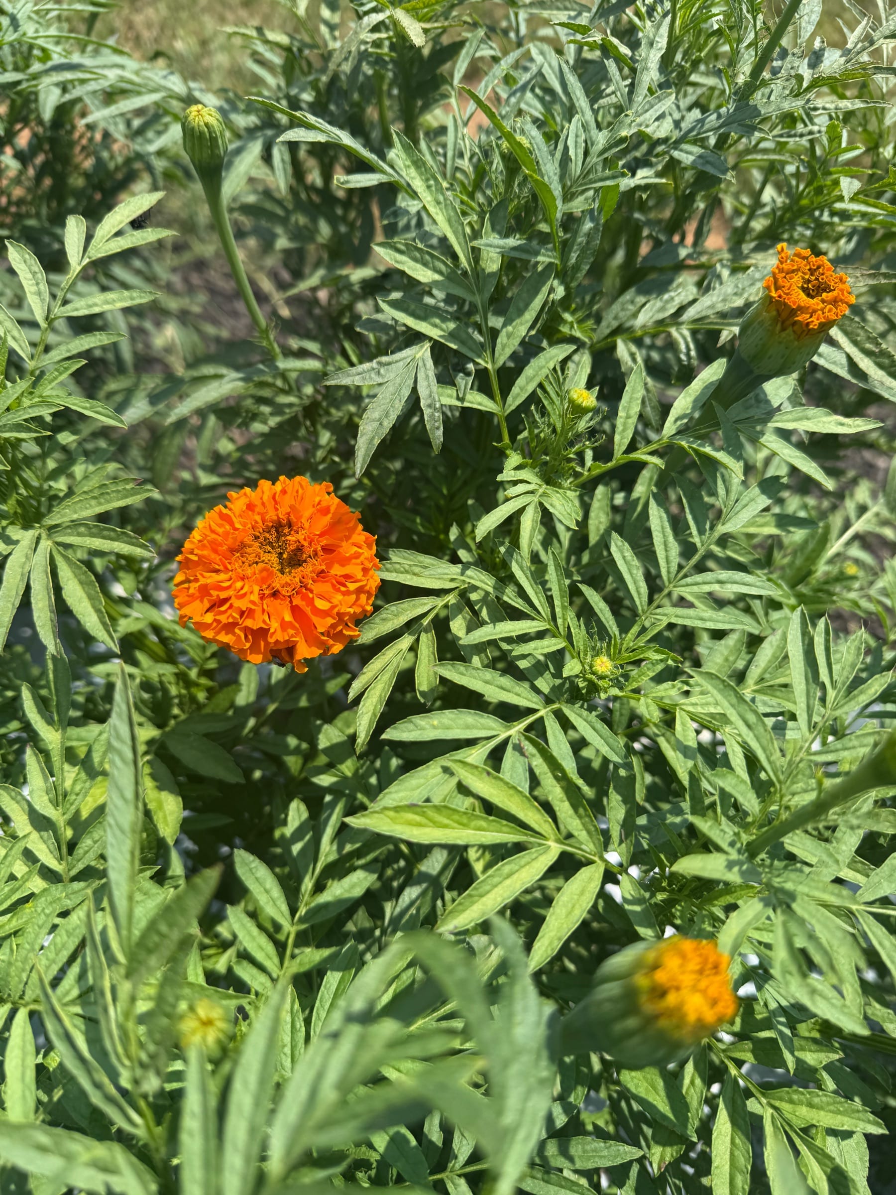 TAGETES erecta Giant Orange