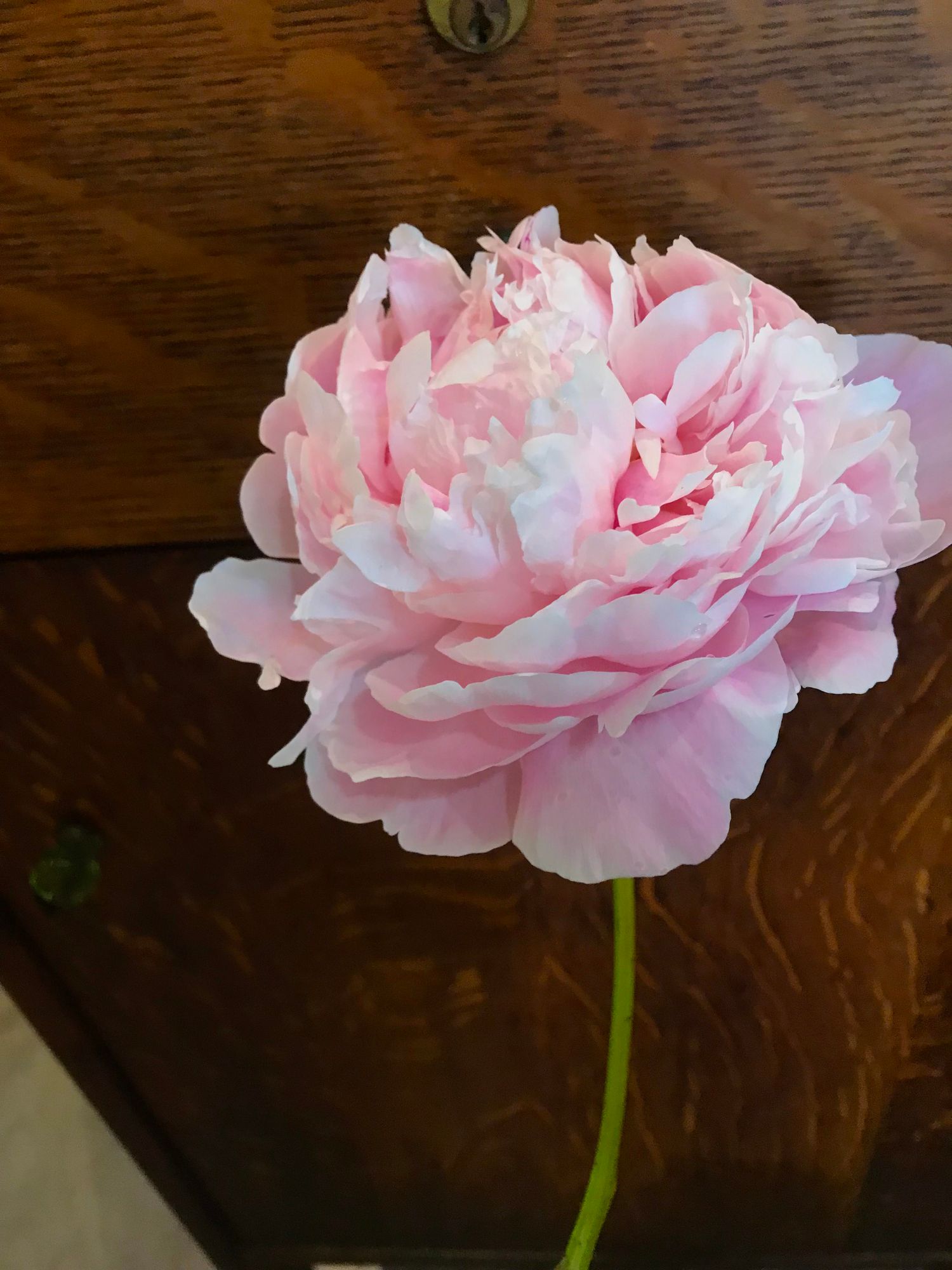 PAEONIA lactiflora