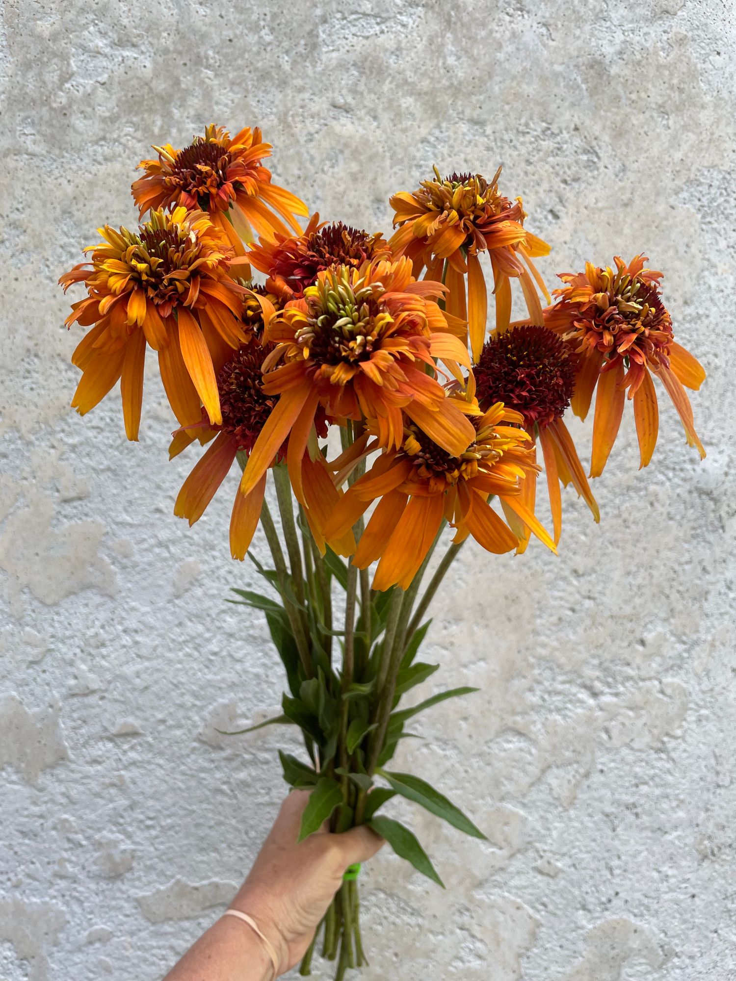 ECHINACEA purpurea
