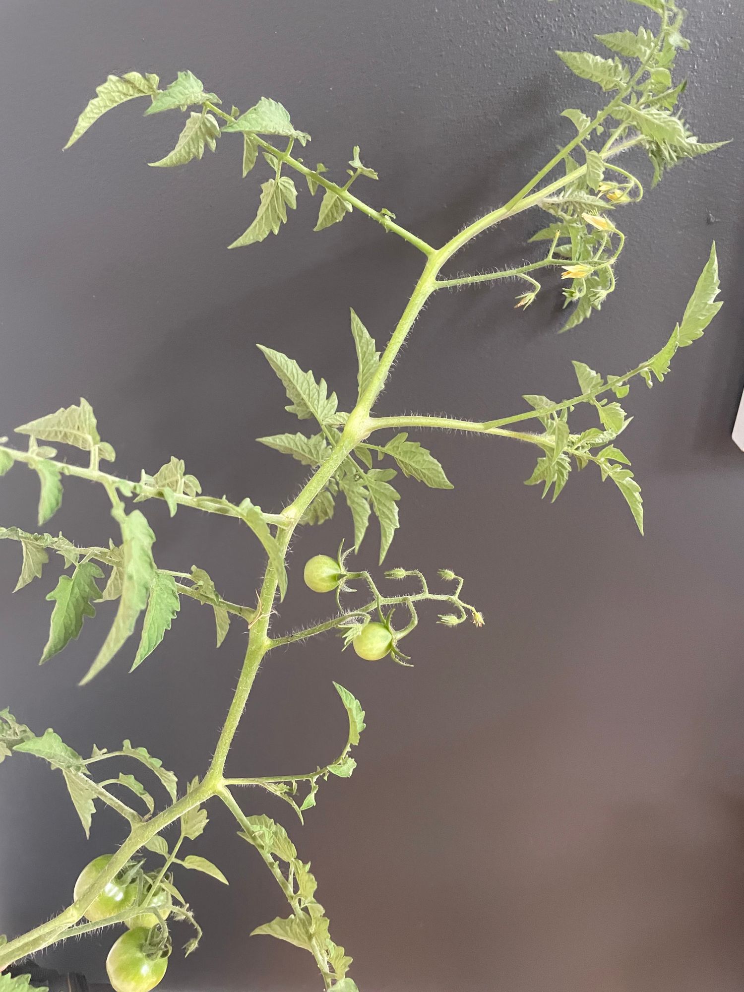 SOLANUM lycopersicum