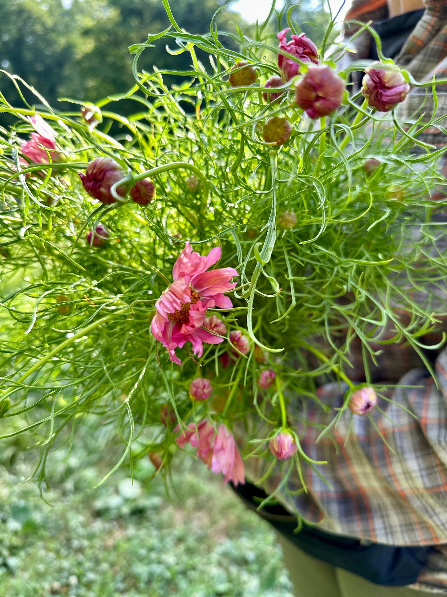 COSMOS bipinnatus Apricotta