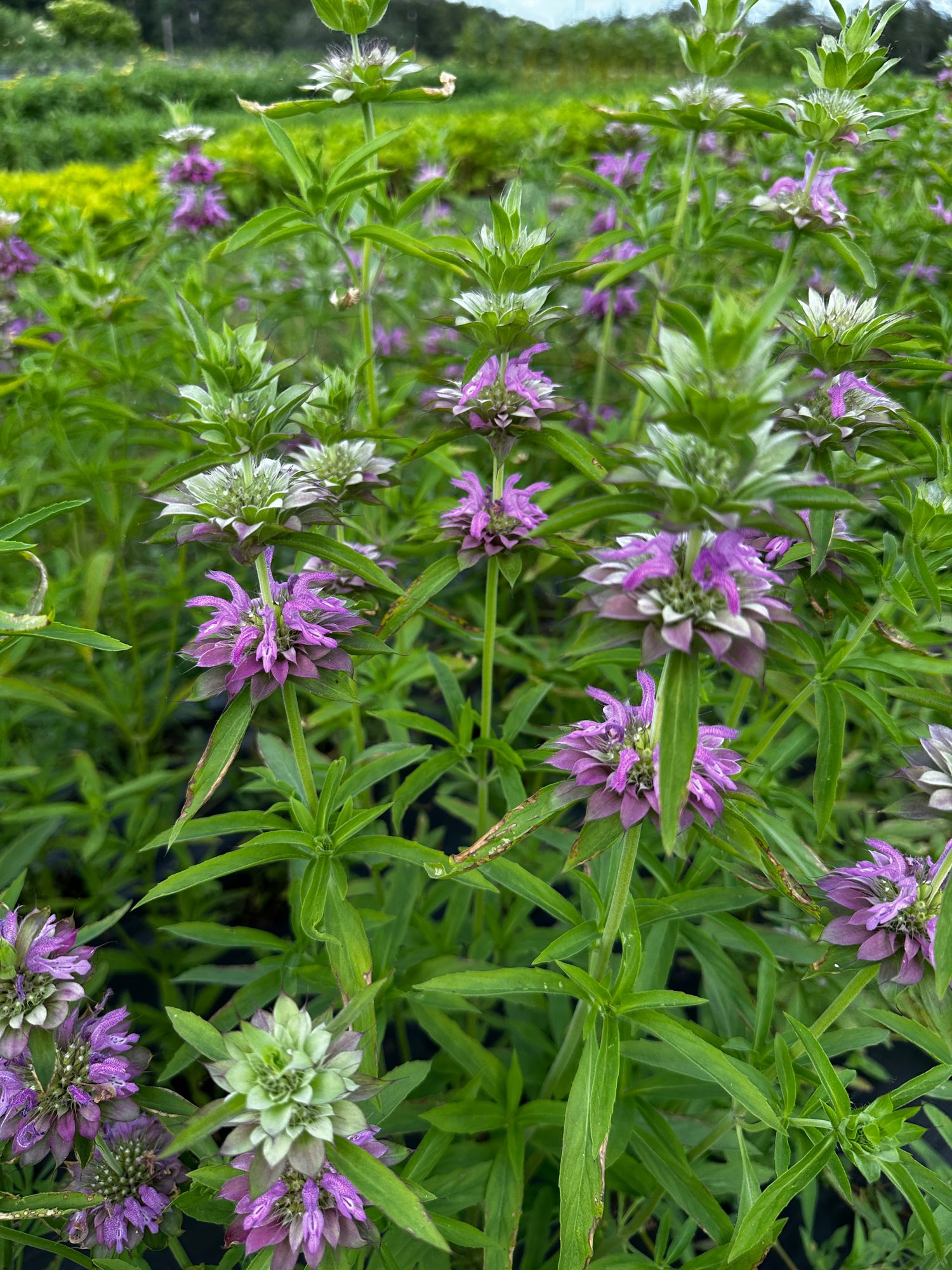 MONARDA citriodora