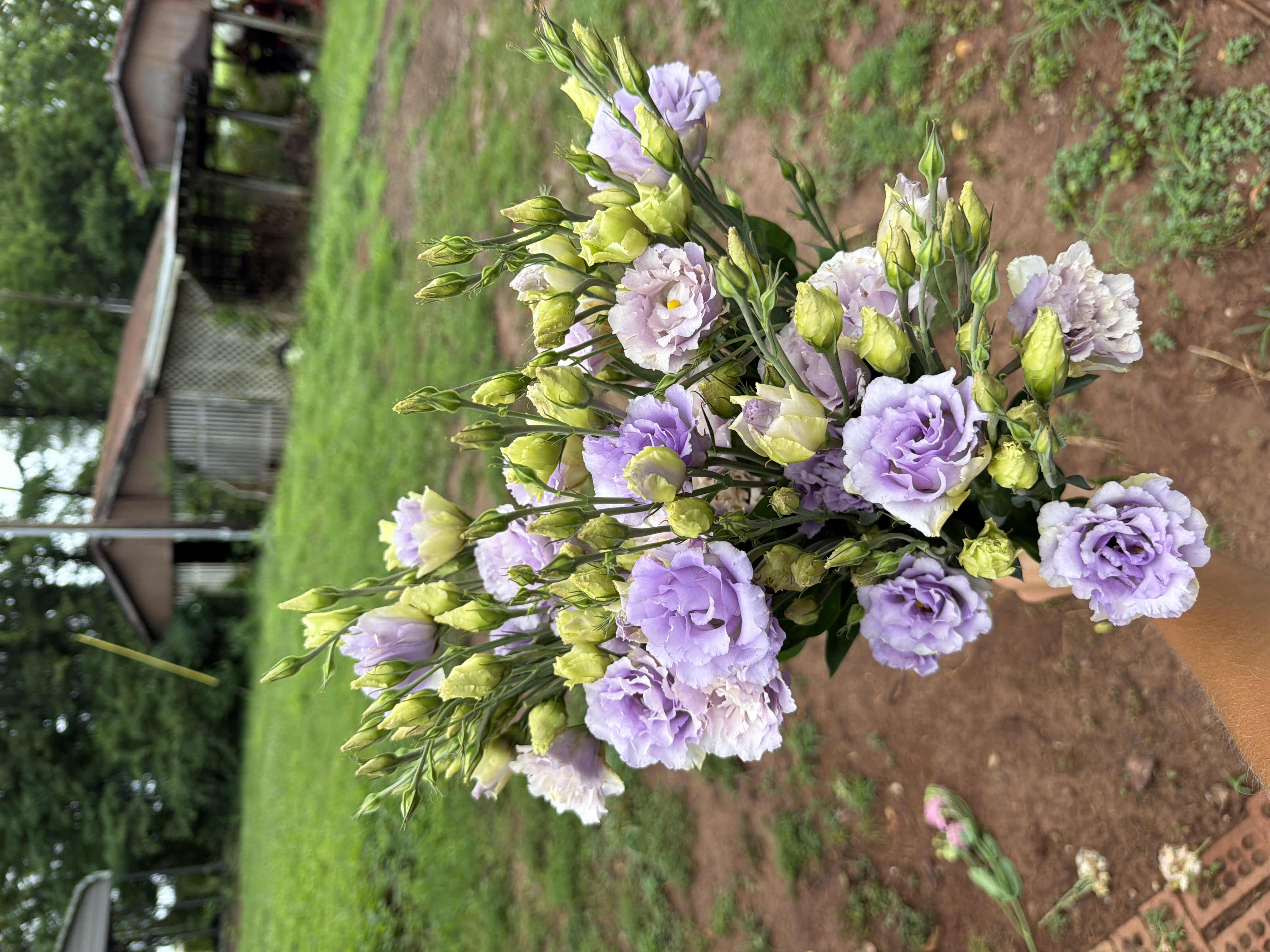 EUSTOMA grandiflorum Voyage