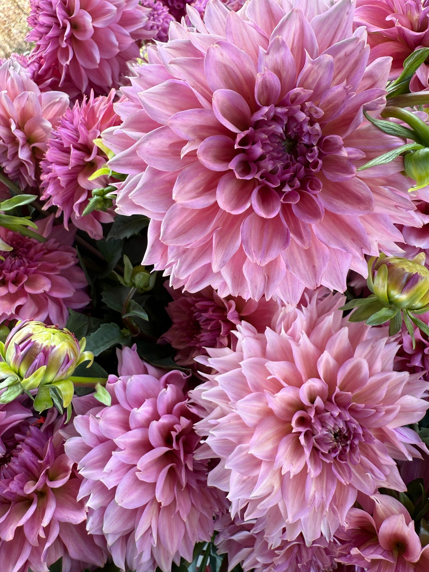 DAHLIA Waterlily (gen. classif.)