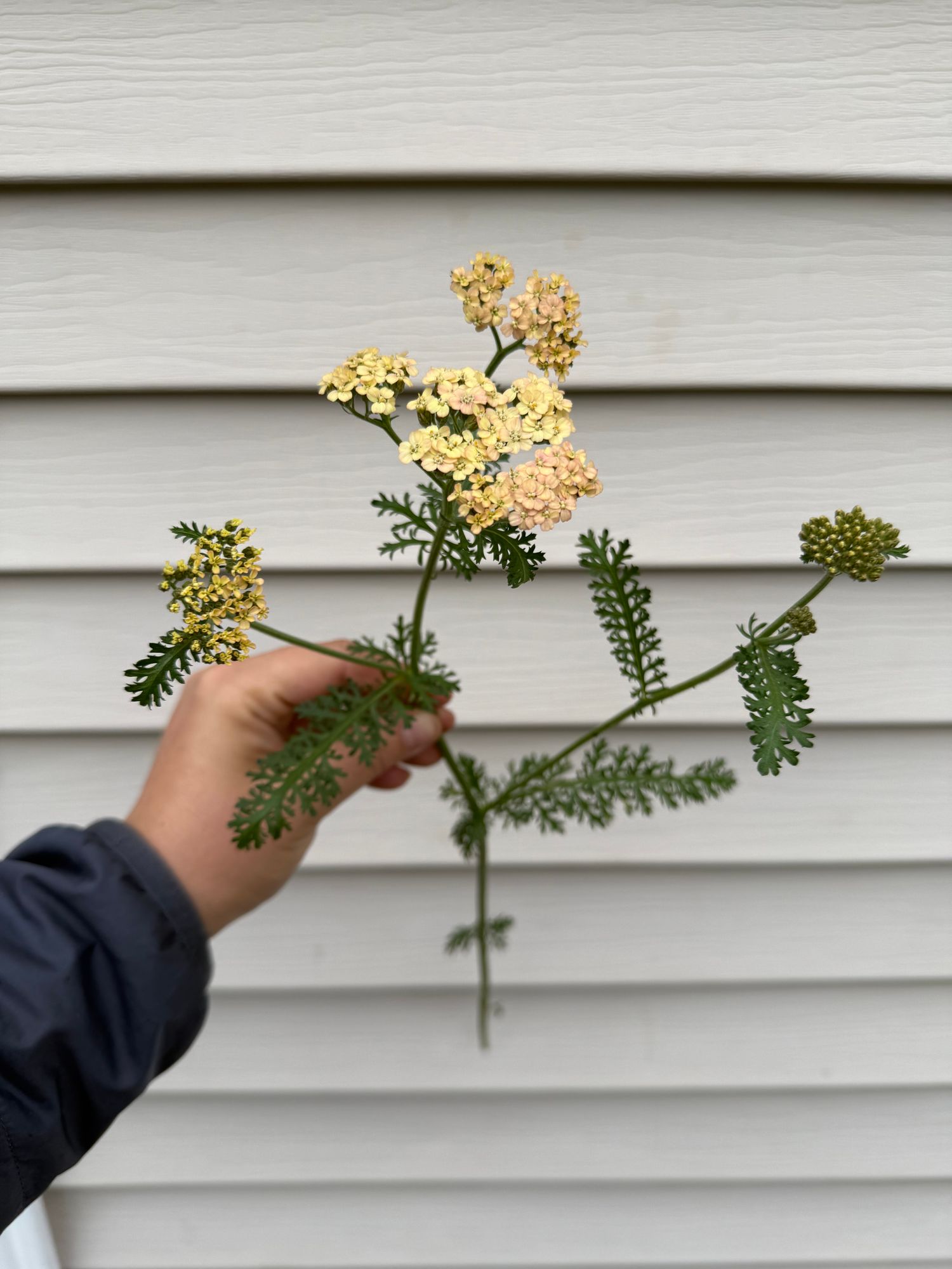 ACHILLEA millefolium Summer Pastels