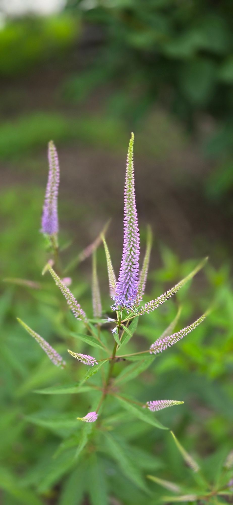 VERONICASTRUM virginicum