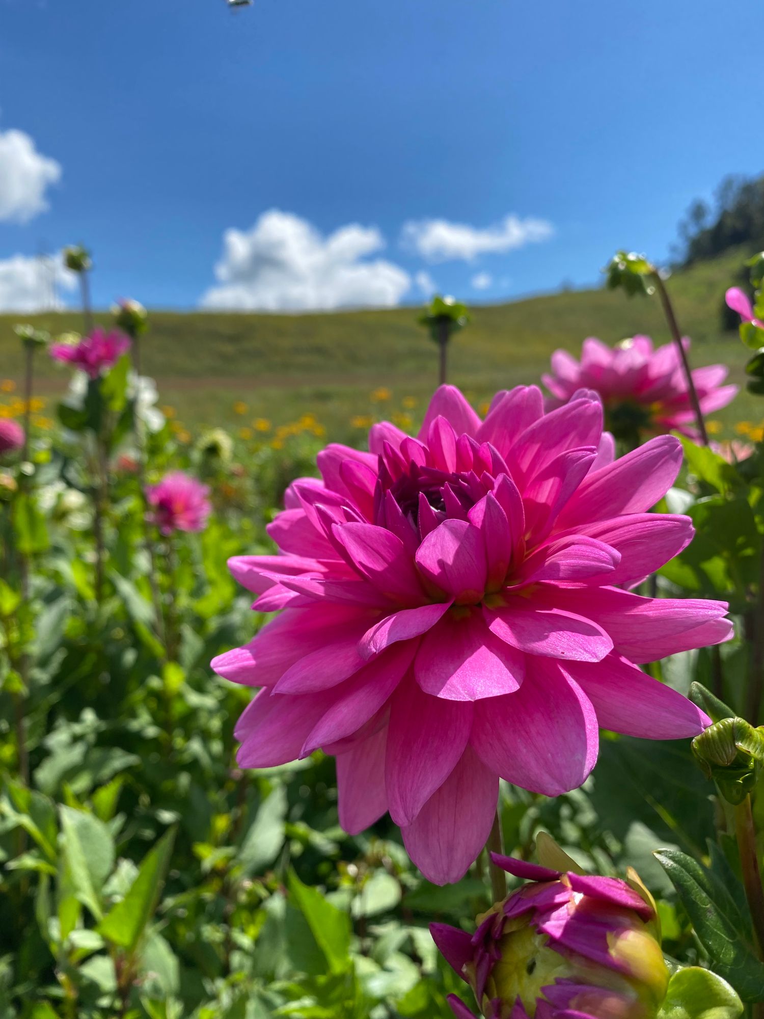 DAHLIA Pink Onesta