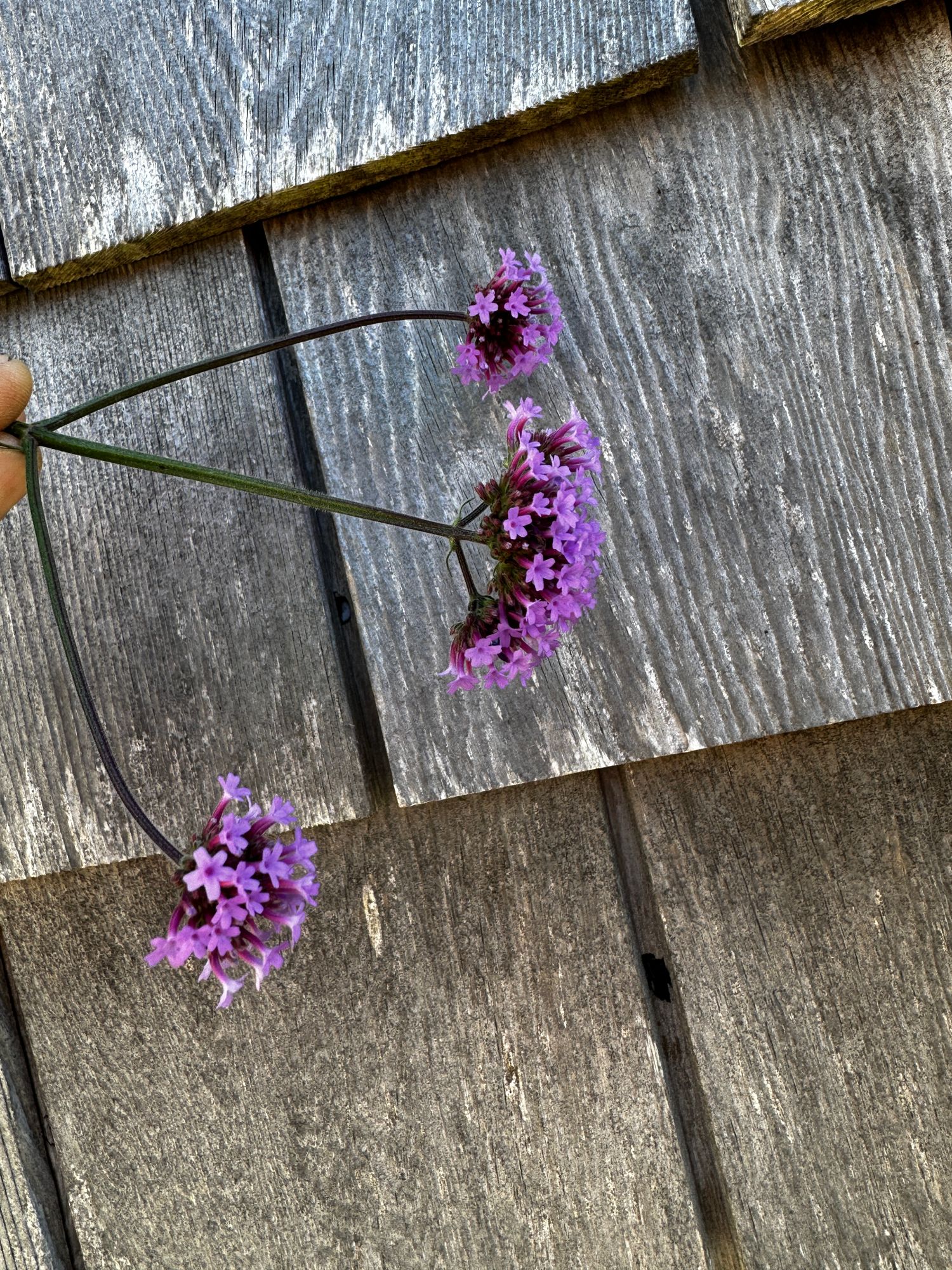 VERBENA bonariensis