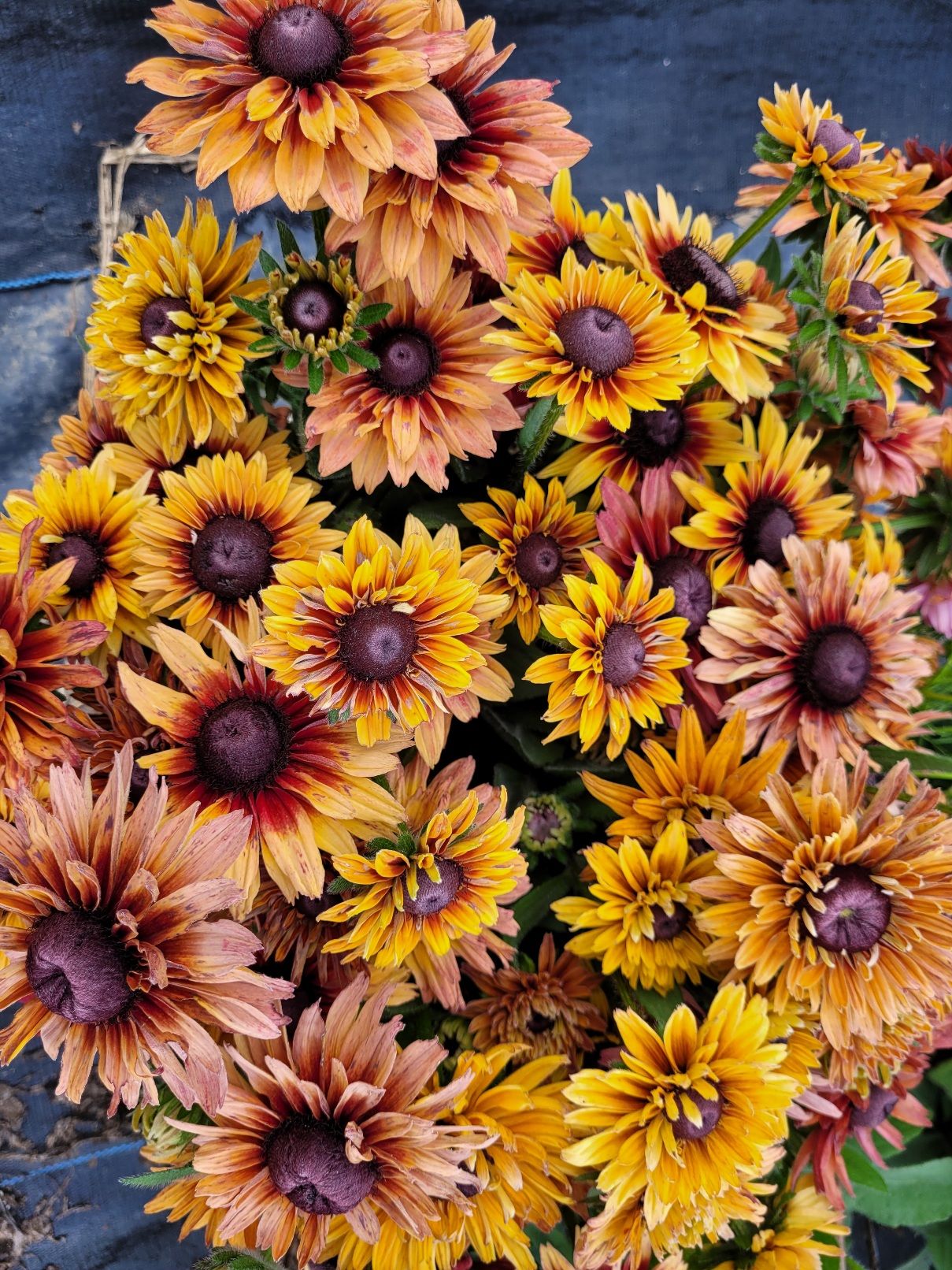 RUDBECKIA hirta Sahara