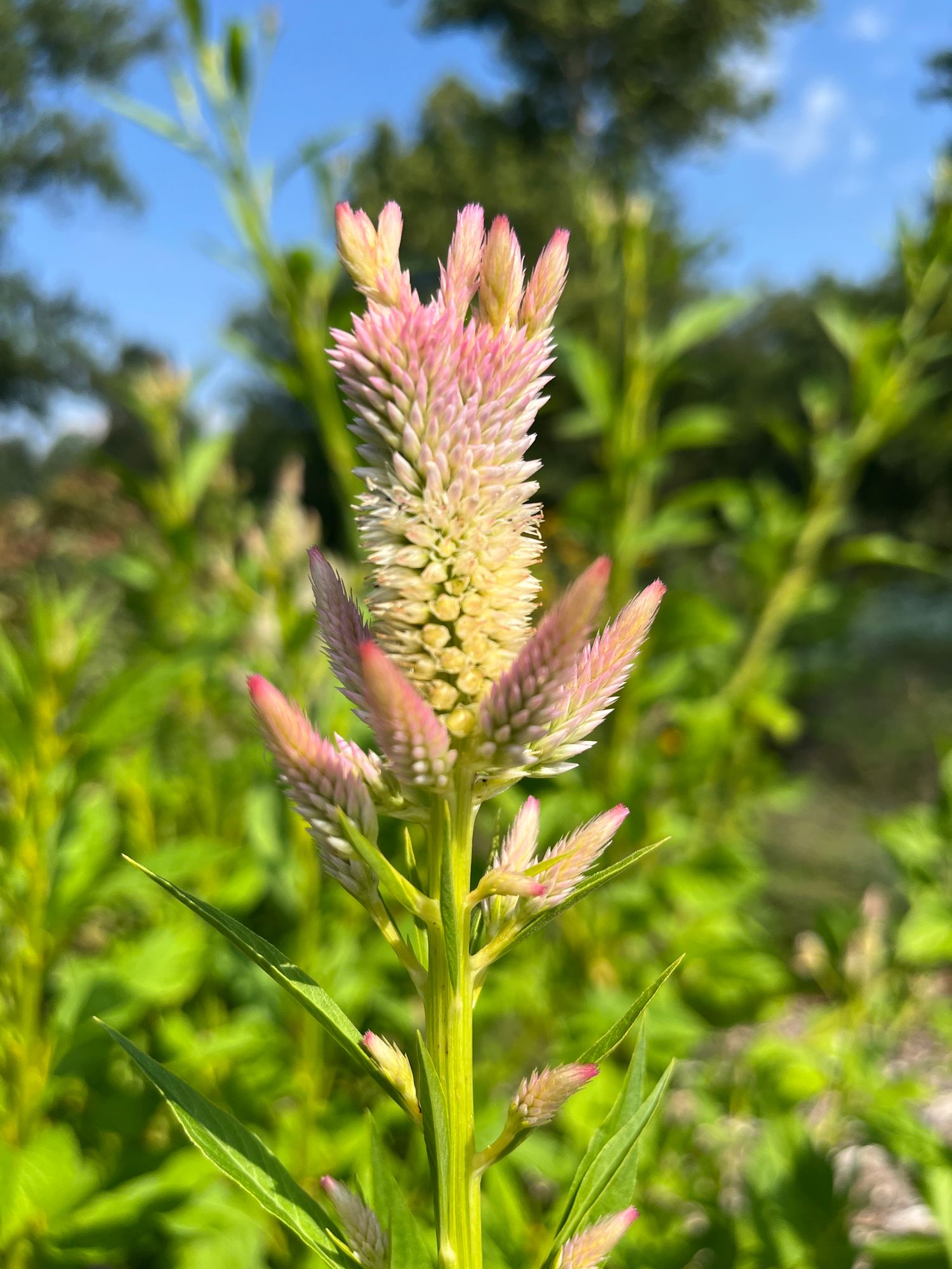 CELOSIA argentea