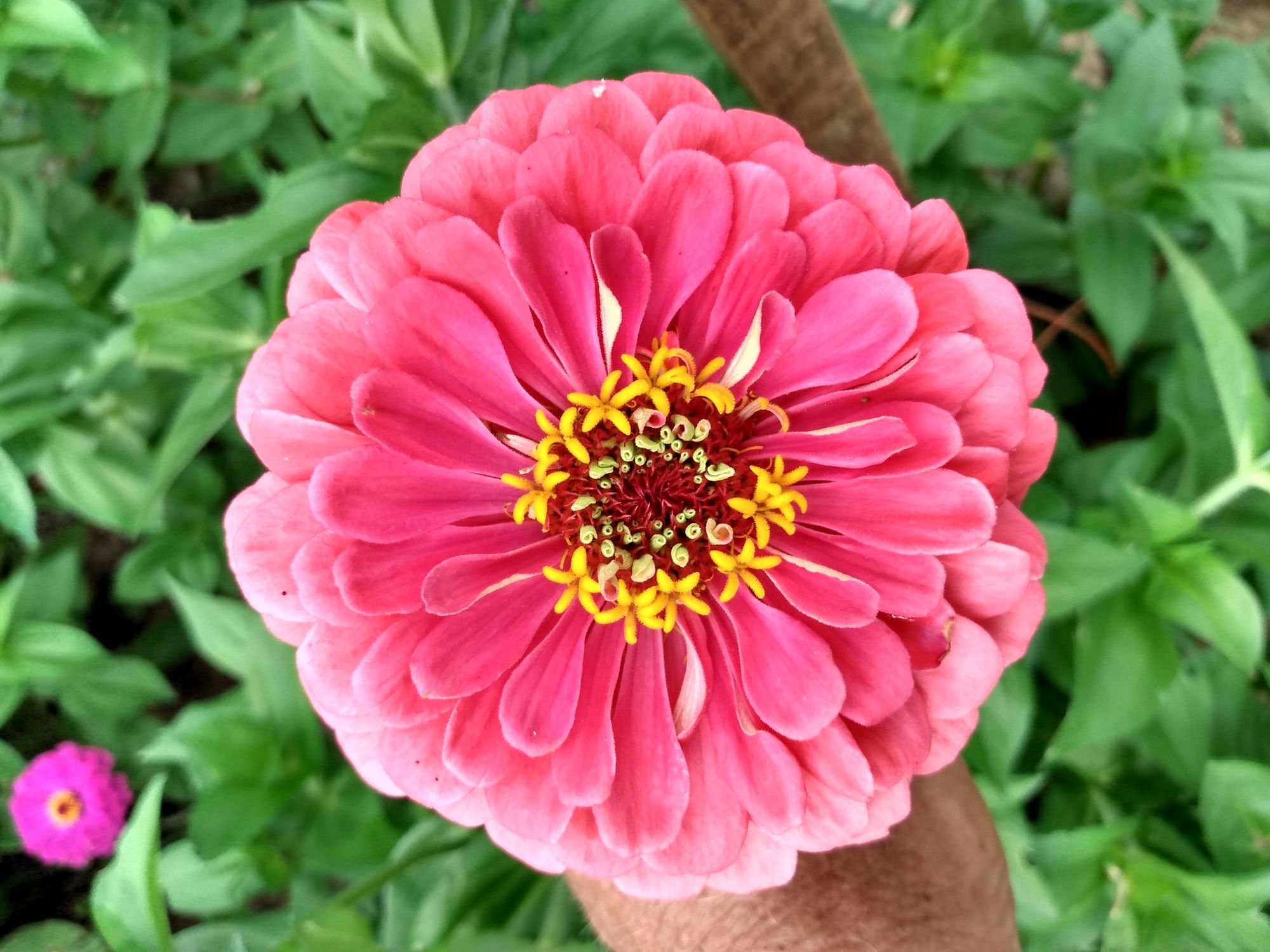 ZINNIA elegans Benarys Giant Carmine Rose