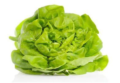 Greens: Lettuce, Butterhead