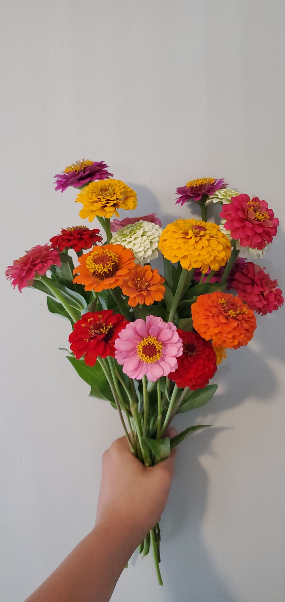 ZINNIA elegans Oklahoma Series