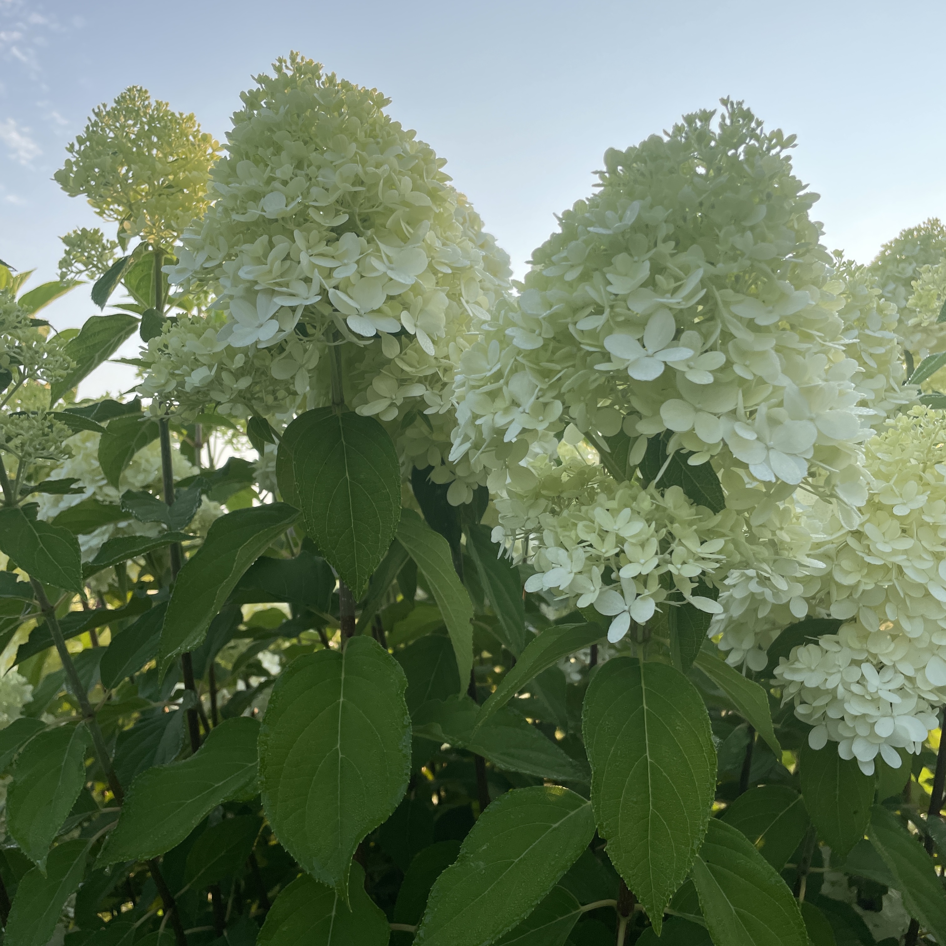 HYDRANGEA paniculata Limelight