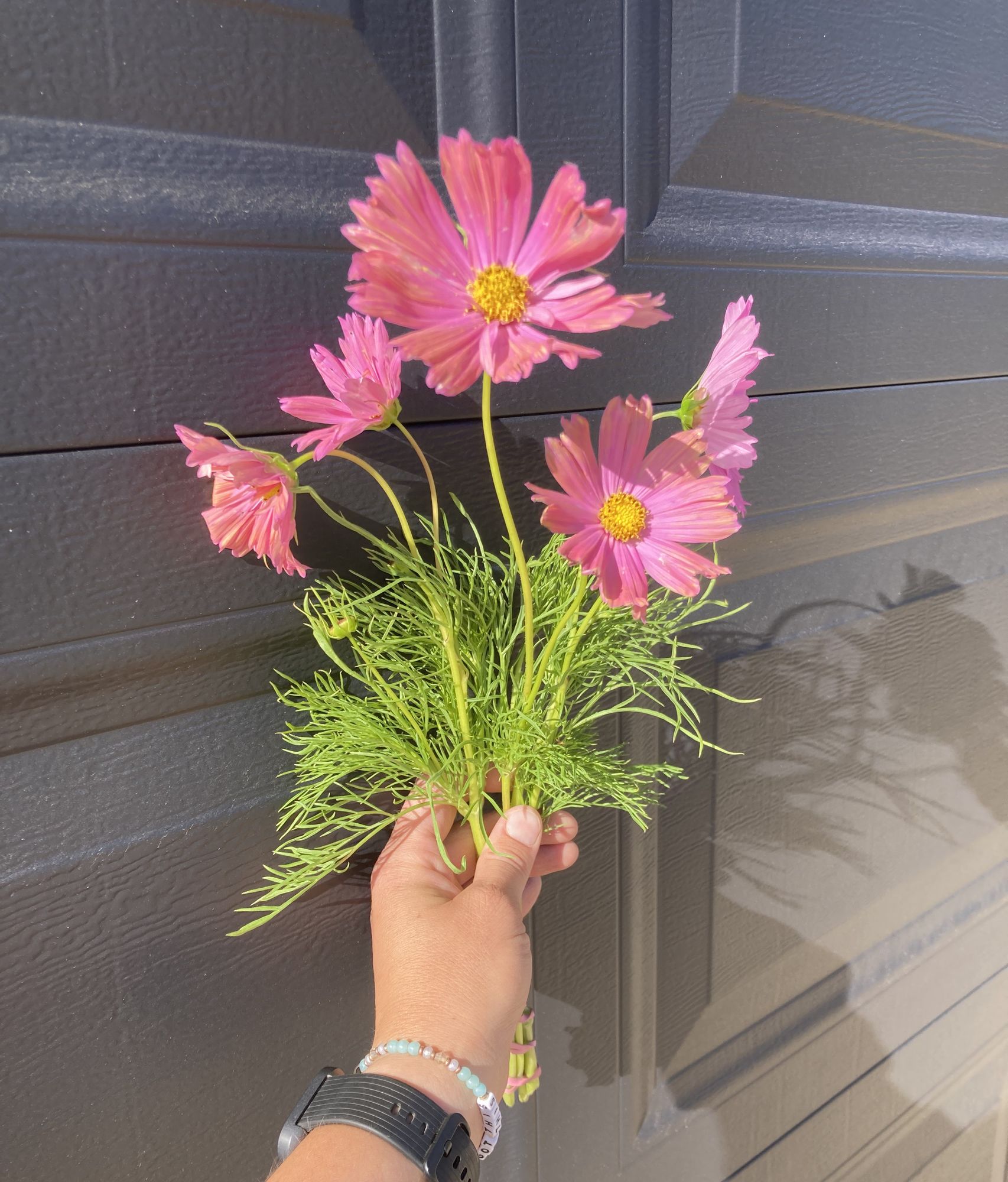 COSMOS bipinnatus Apricotta