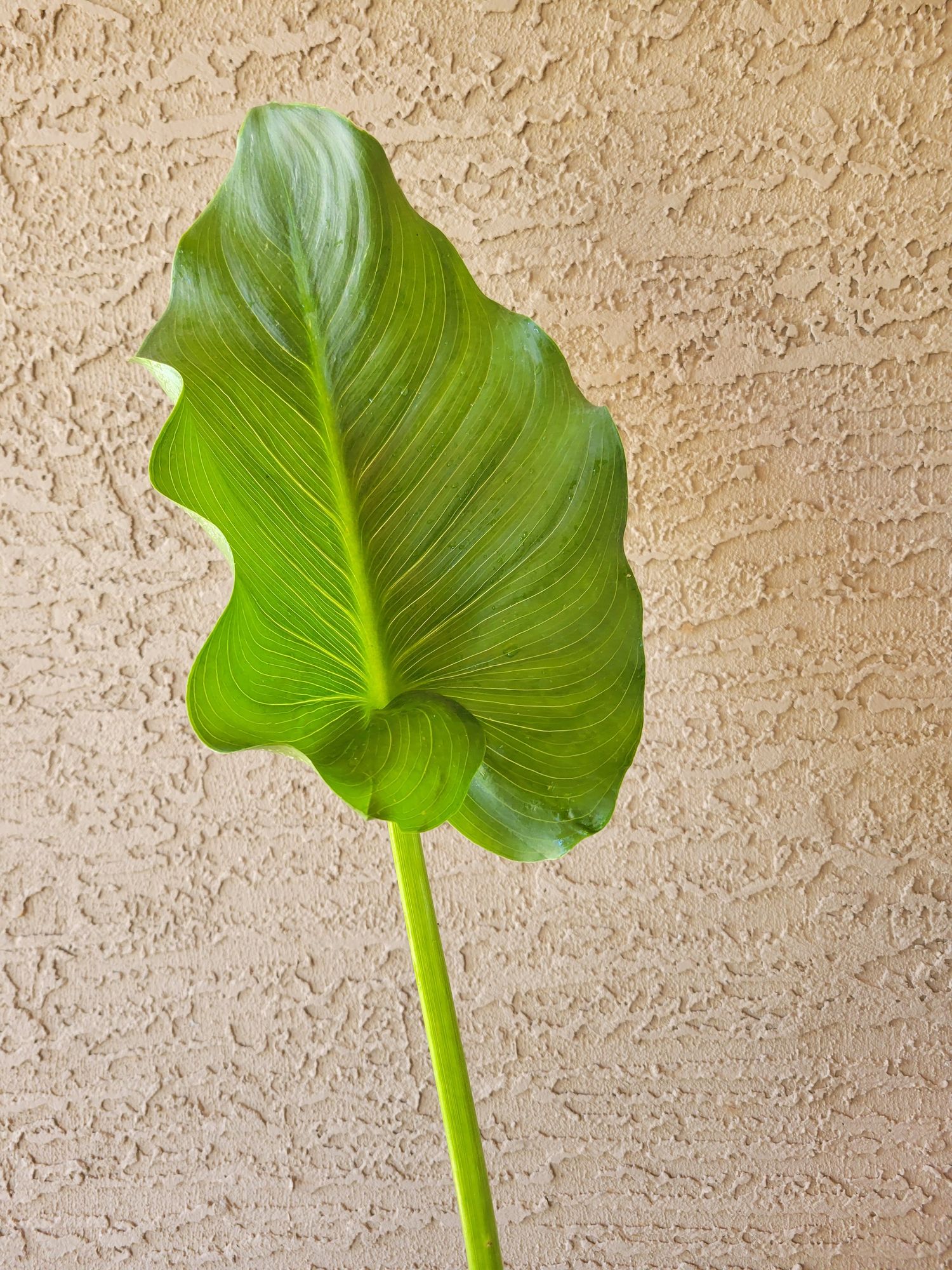 ZANTEDESCHIA x