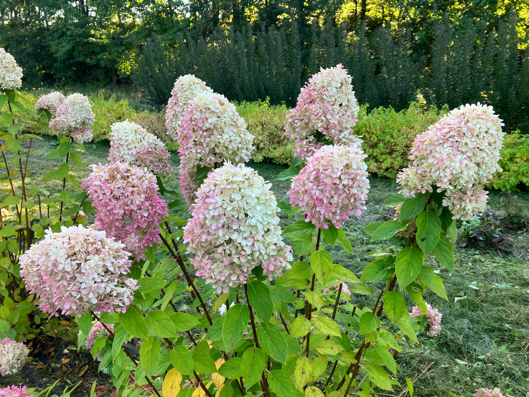 HYDRANGEA paniculata Limelight