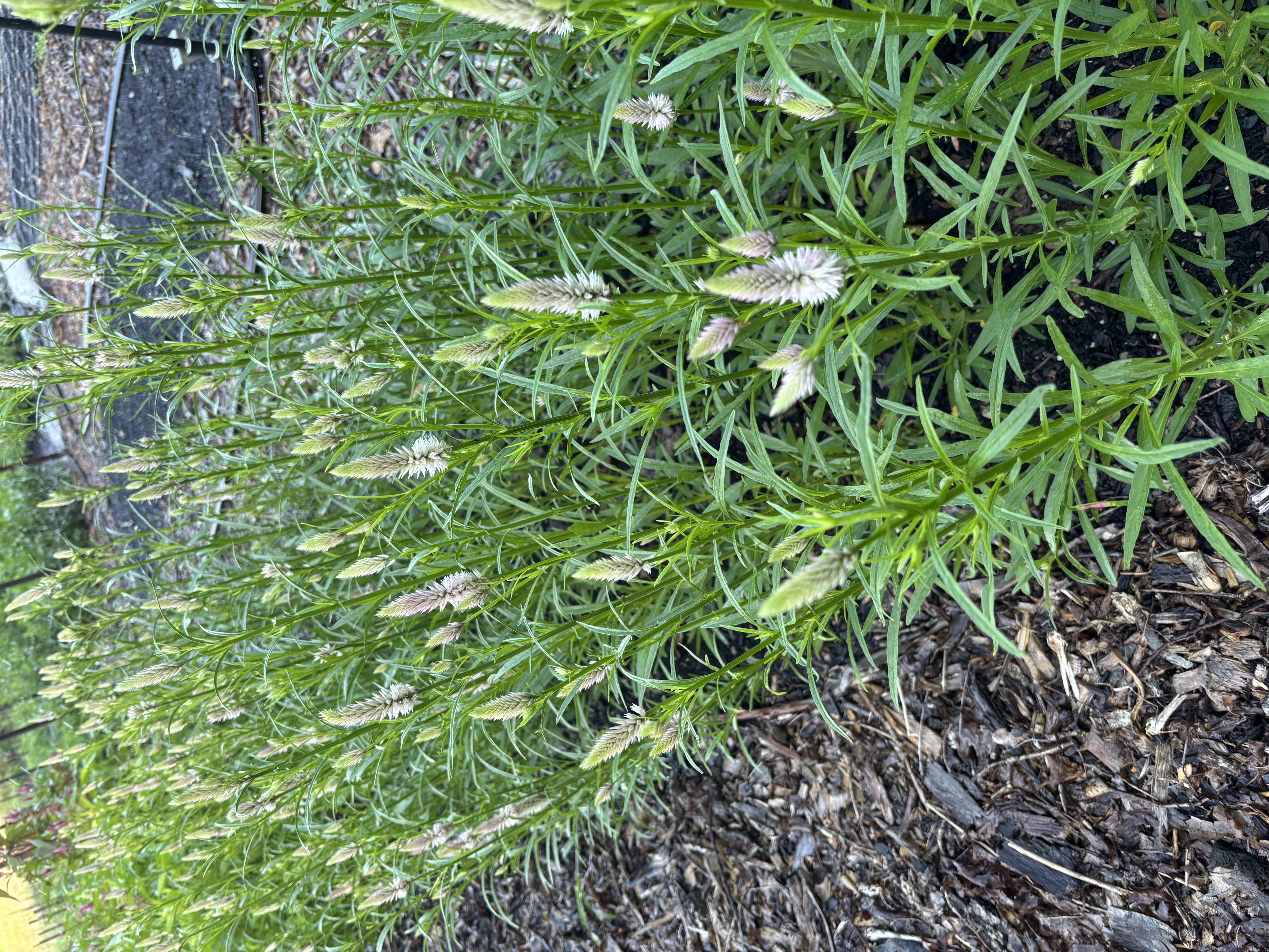 CELOSIA argentea spicata Flamingo Feather