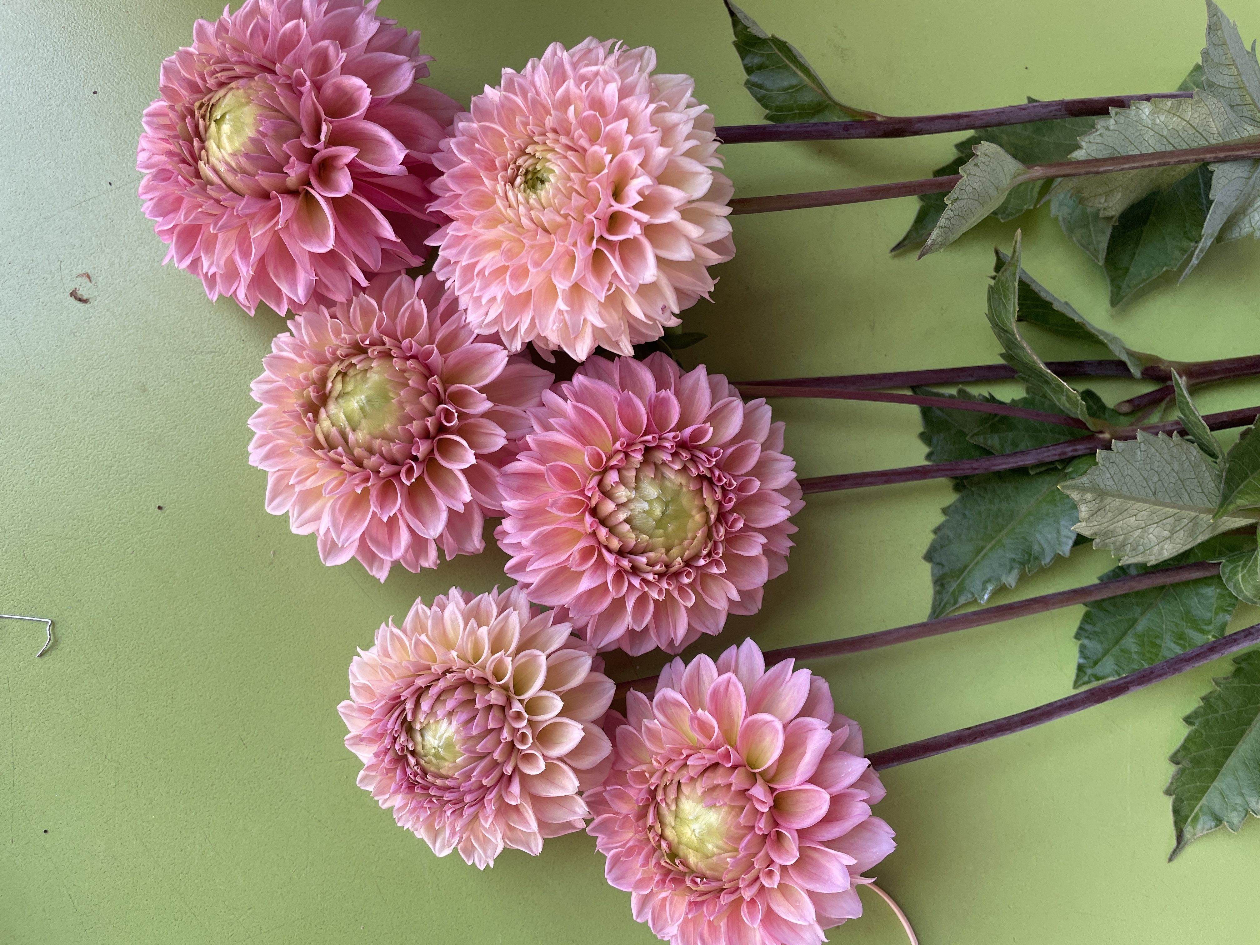 DAHLIA Bracken Rose
