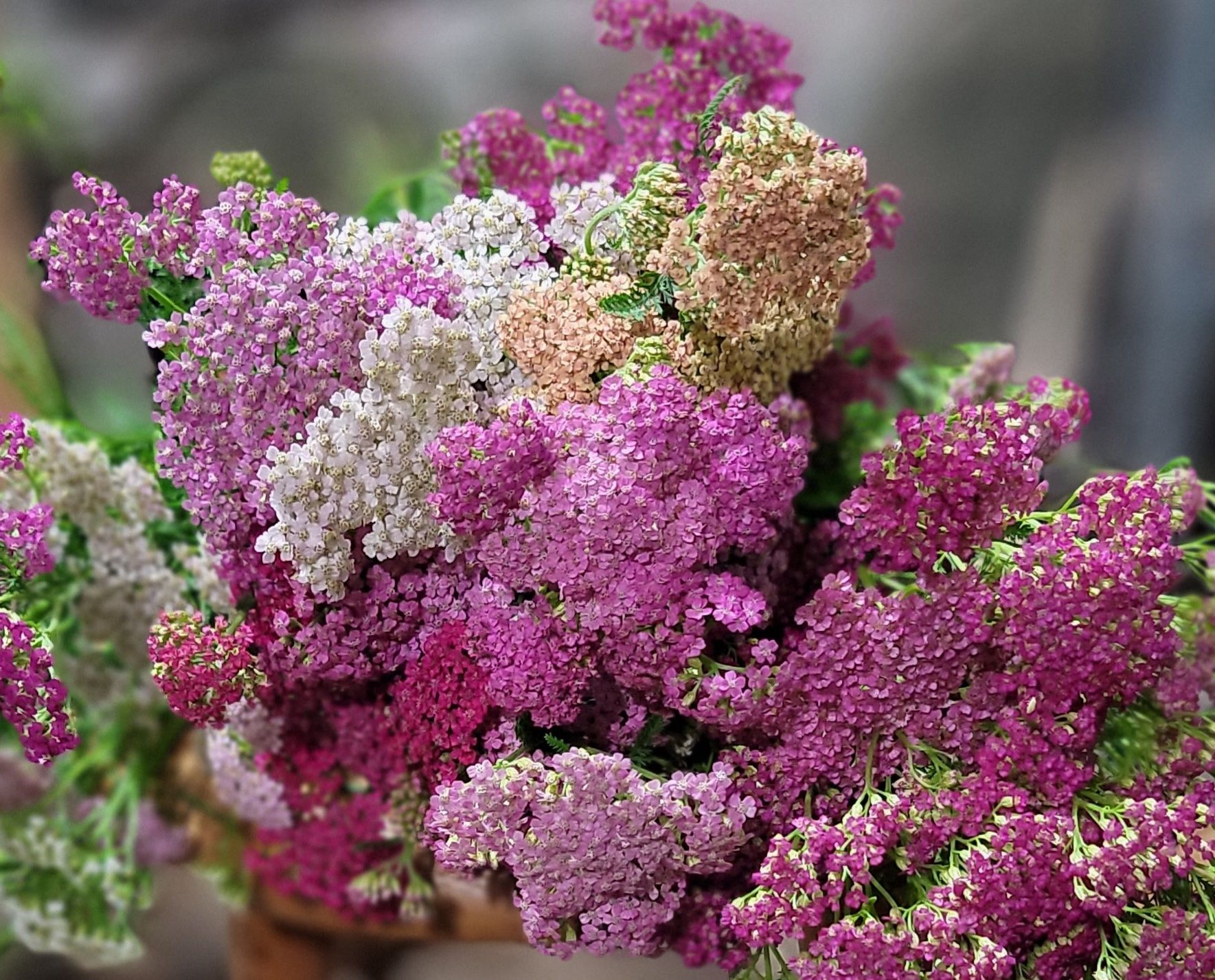 ACHILLEA millefolium