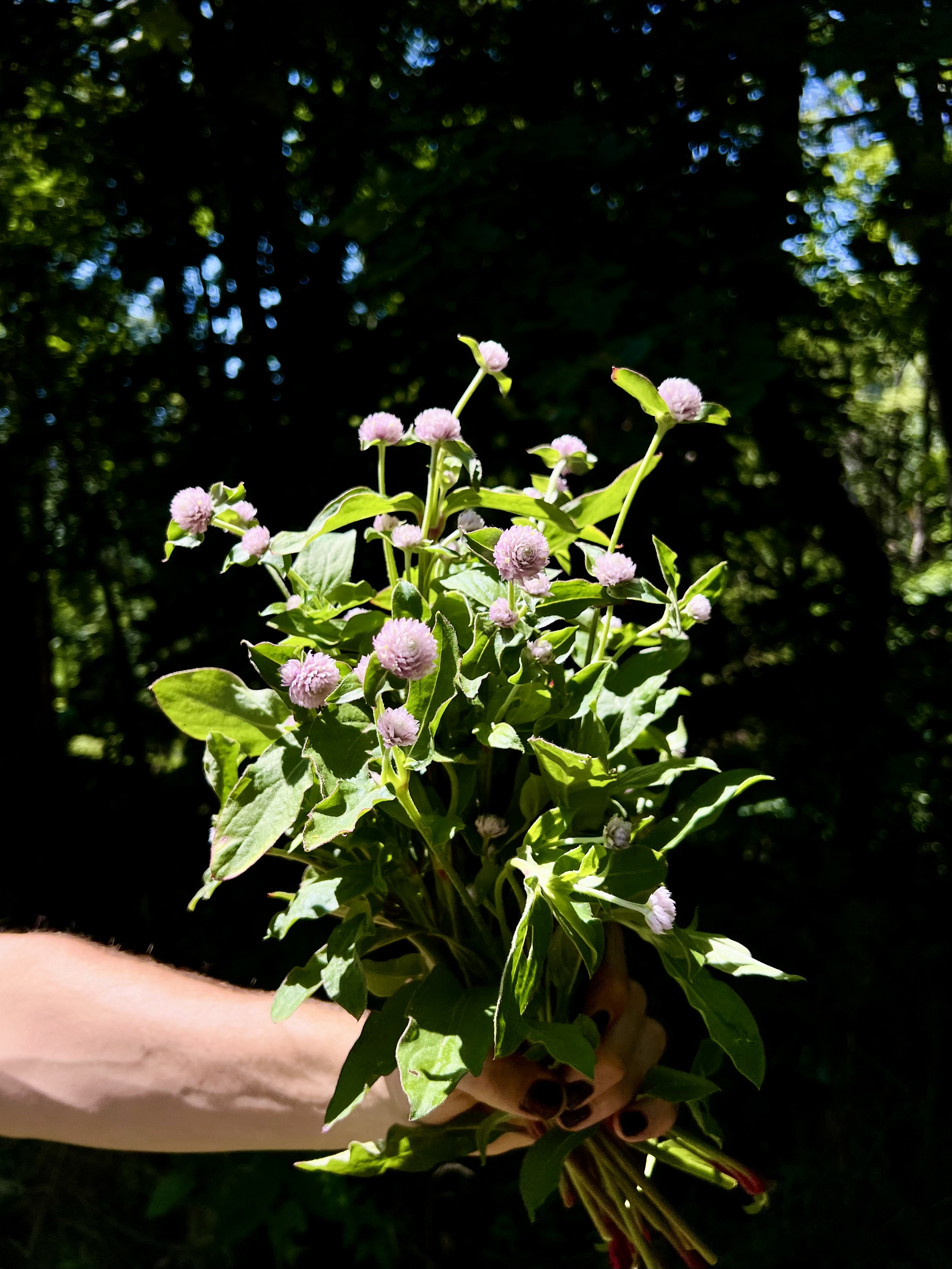 GOMPHRENA haageana QIS Pink