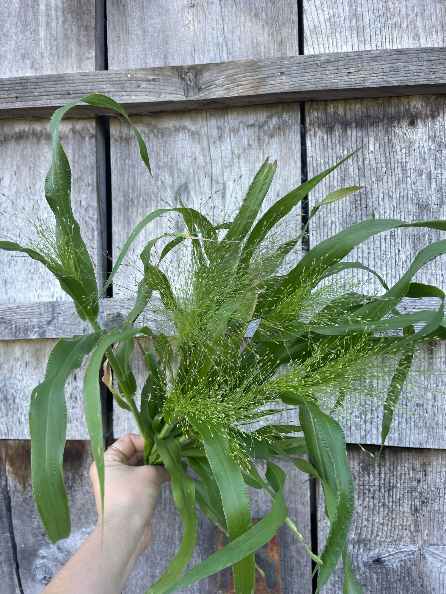 PANICUM elegans