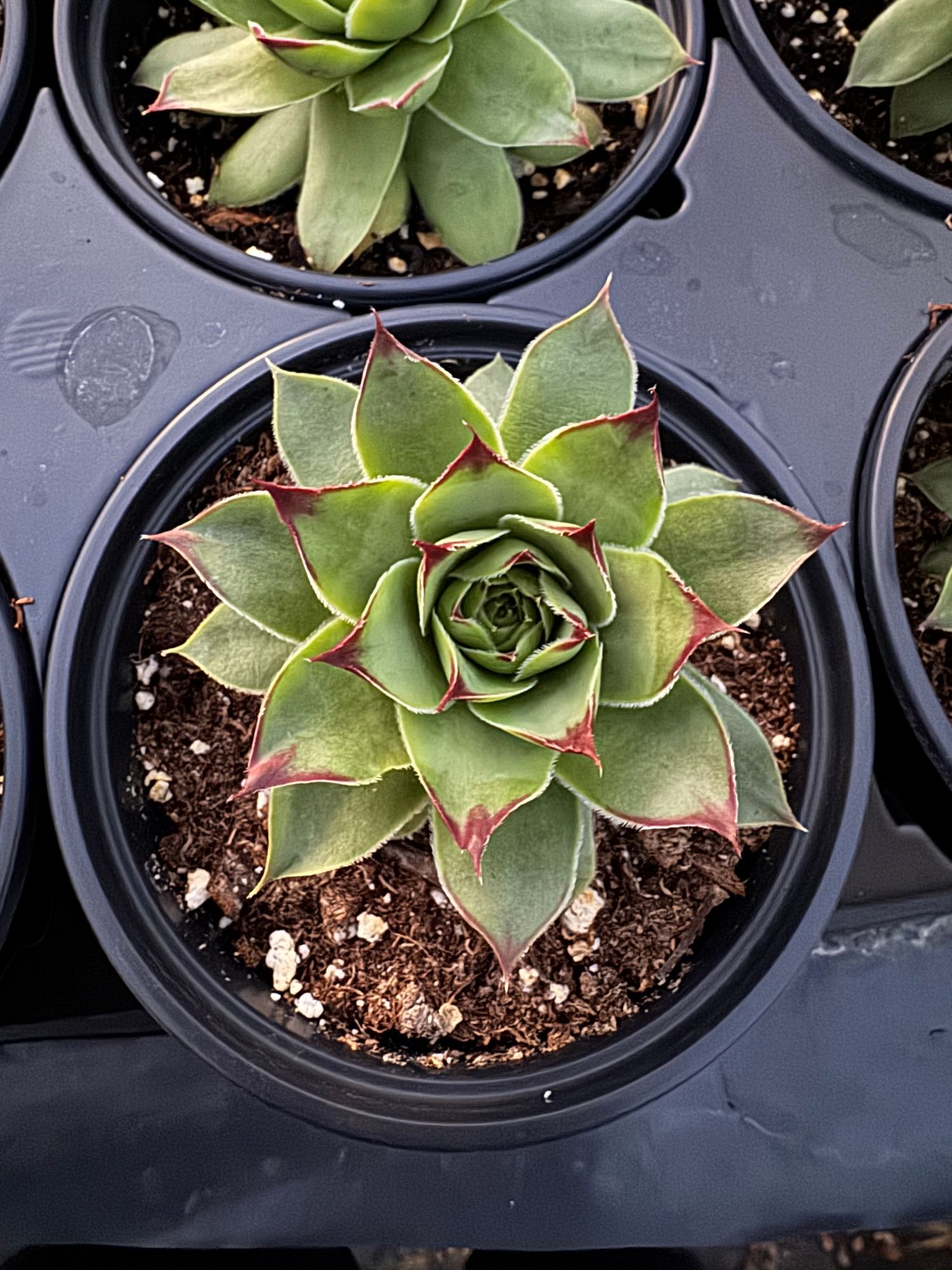 Succulent, Hens and Chicks