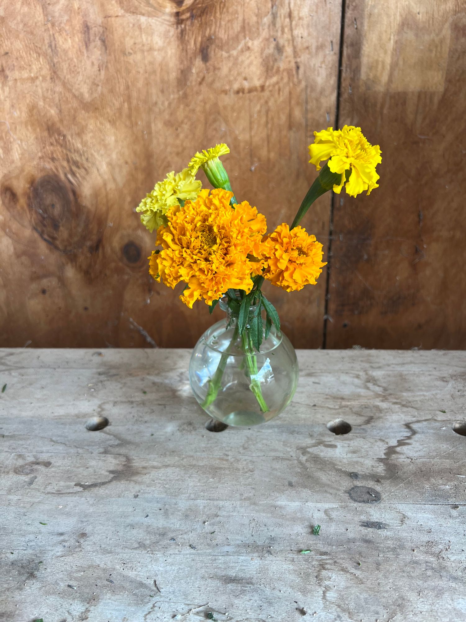 Cut Mixed Marigold Apothecary Bottle
