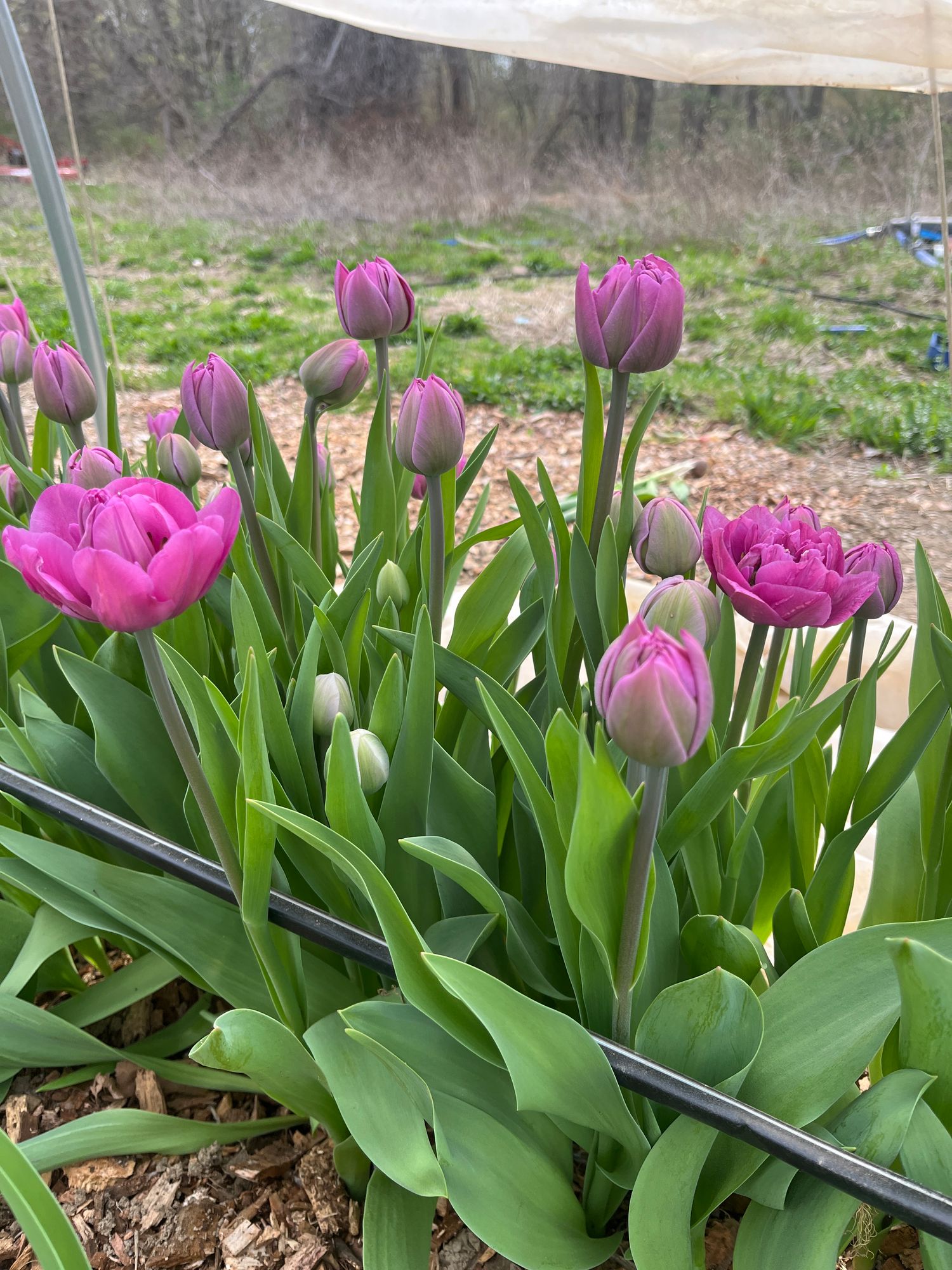 TULIPA Backpacker