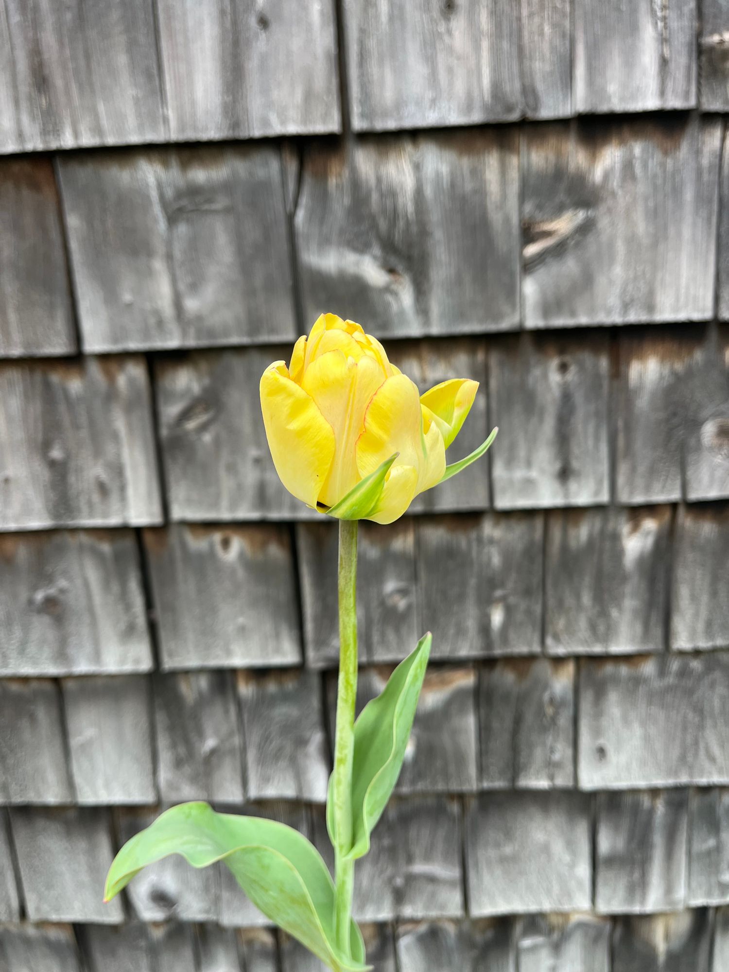 TULIPA Akebono