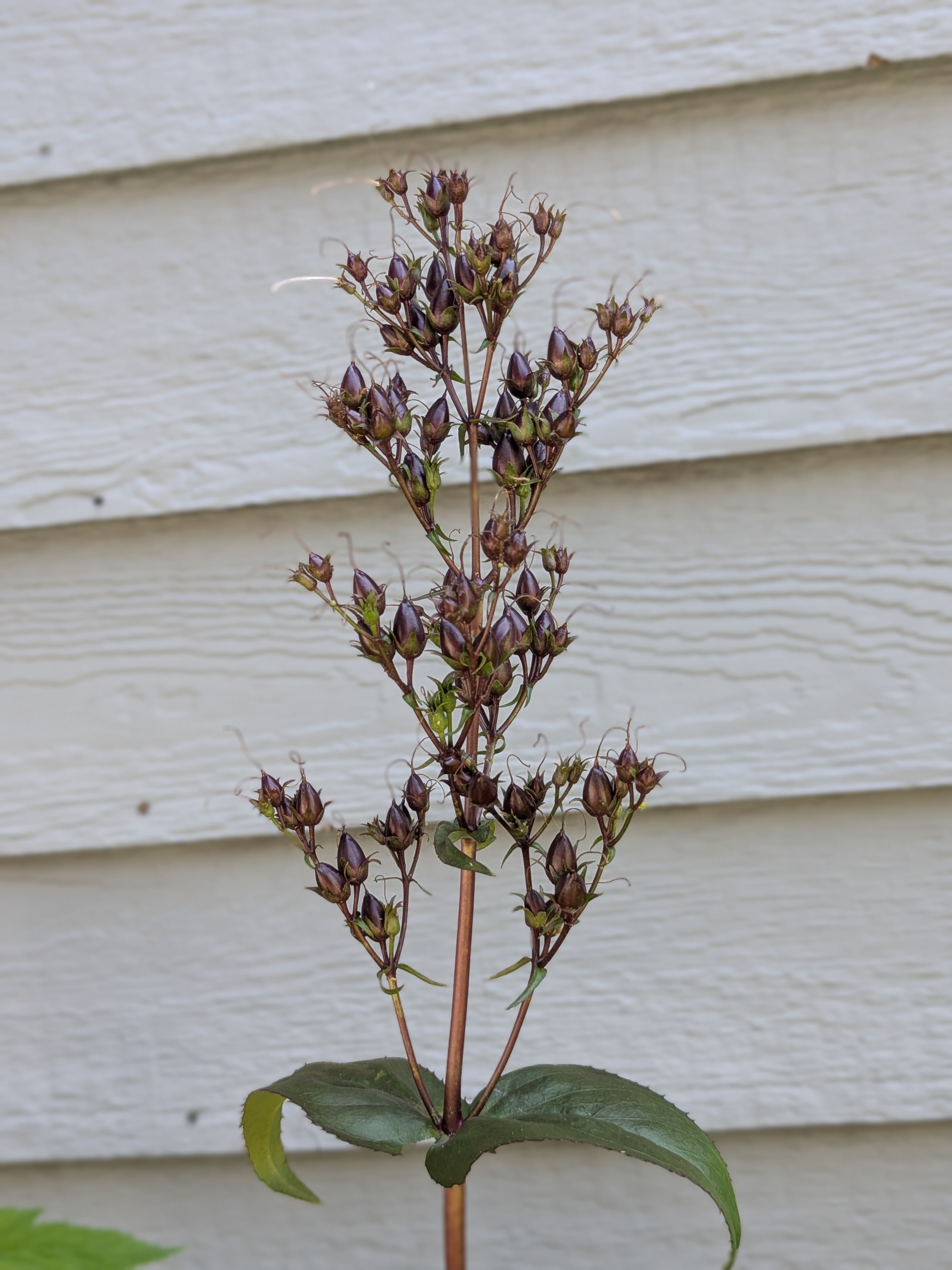 PENSTEMON digitalis Husker's Red
