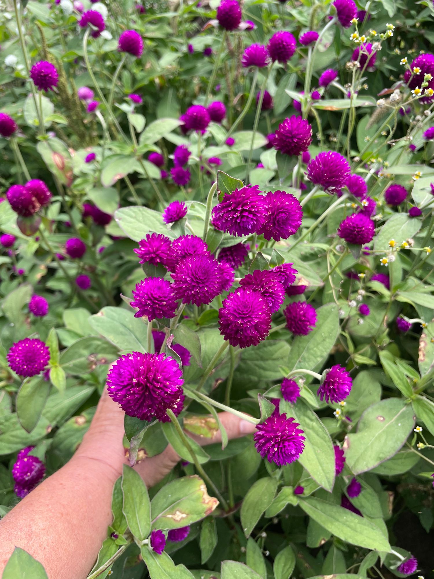 GOMPHRENA globosa QIS