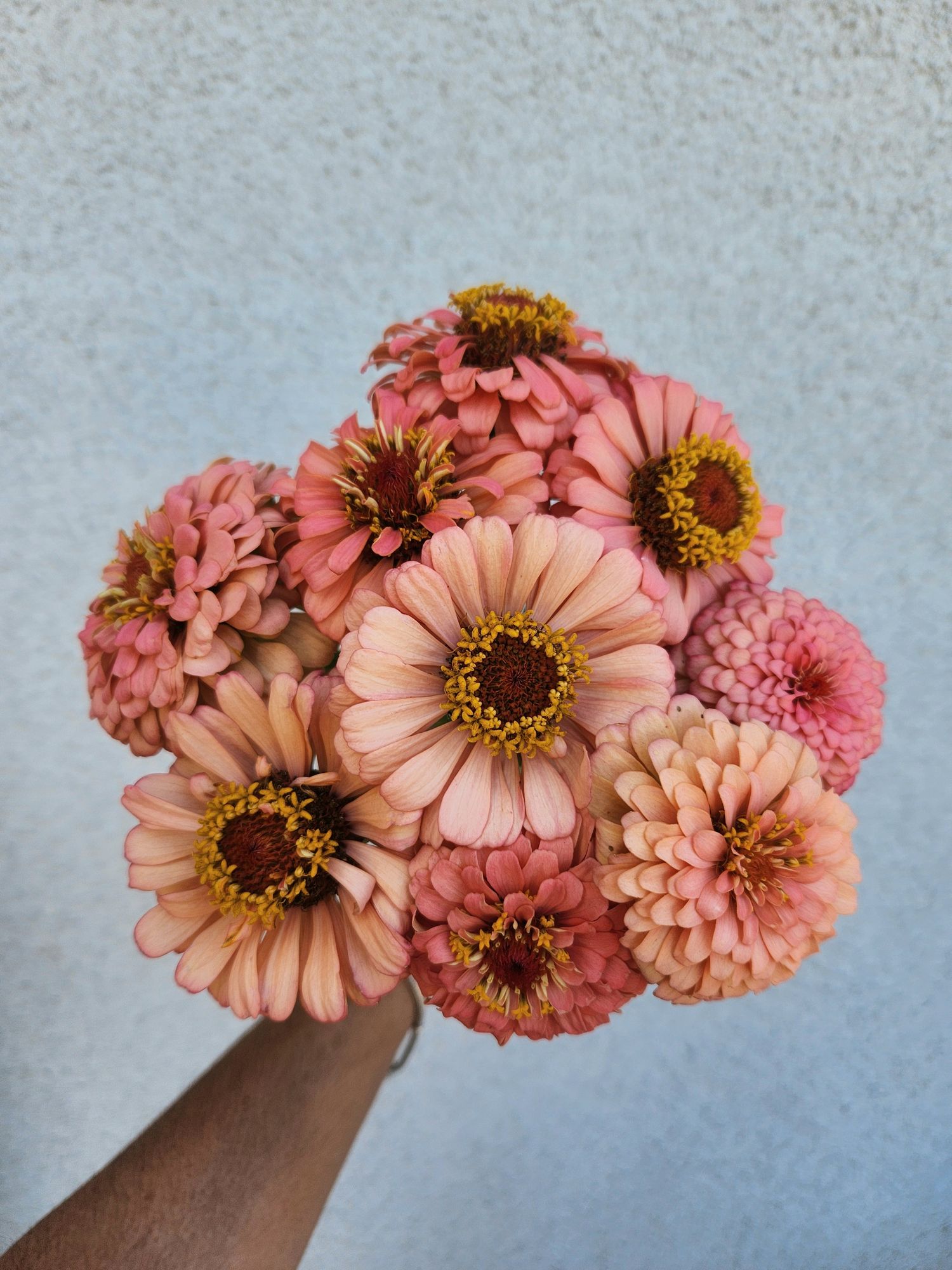 ZINNIA elegans Oklahoma Salmon
