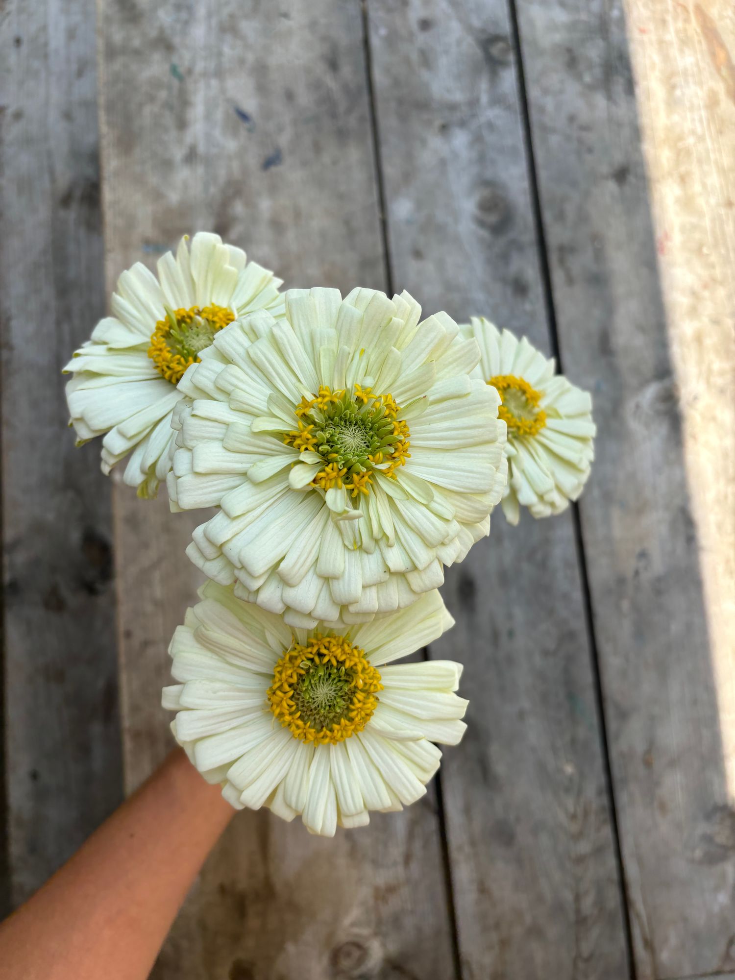 ZINNIA elegans Benarys Giant