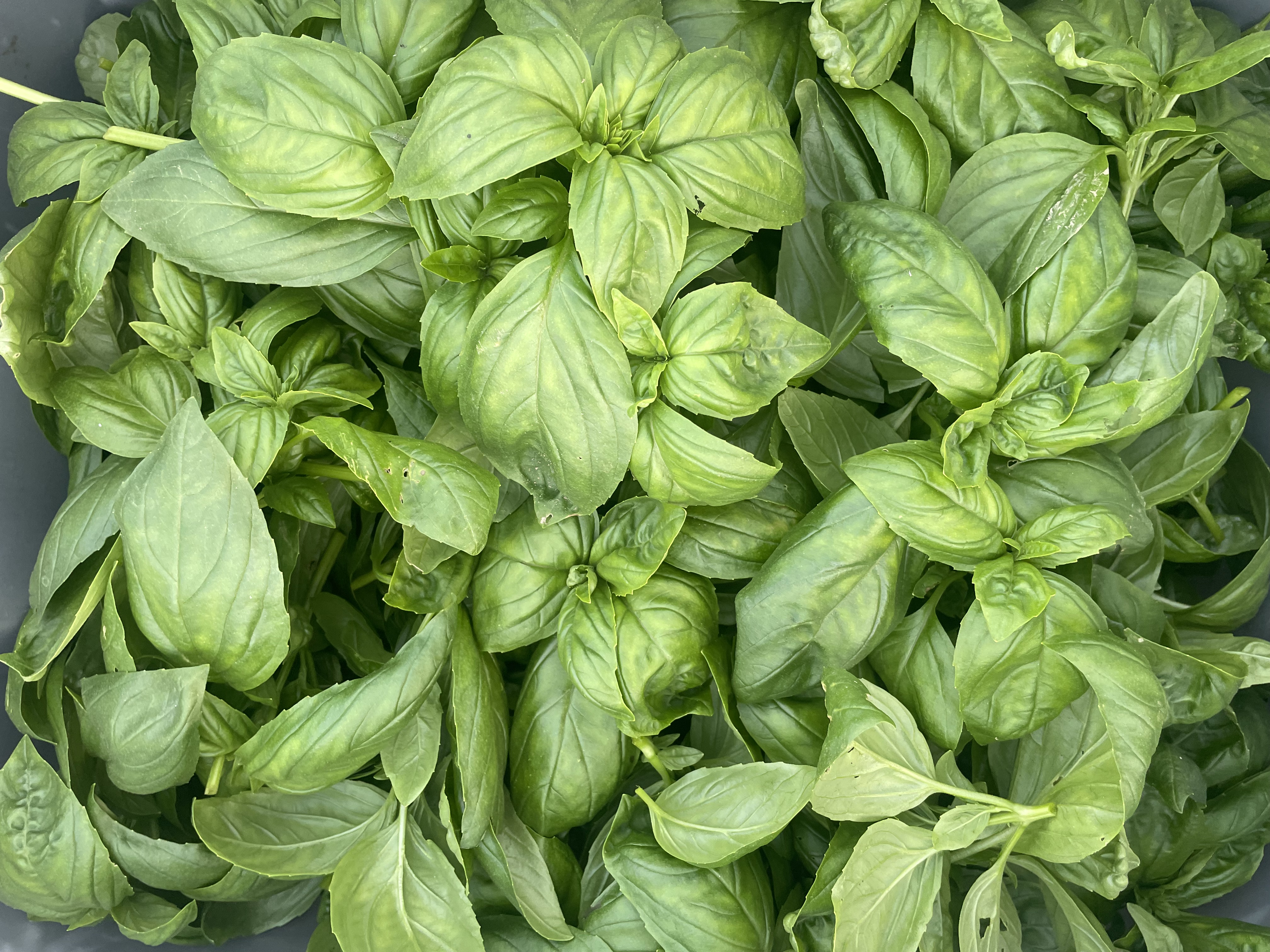 Herb, Basil, Bulk