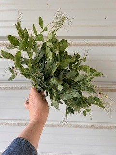 LATHYRUS latifolius