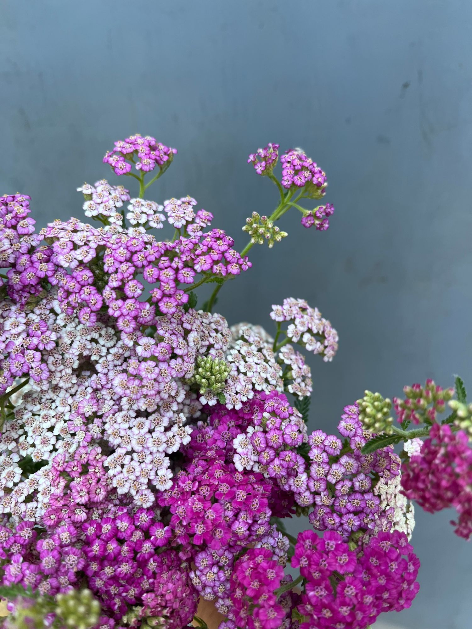 ACHILLEA millefolium Colorado