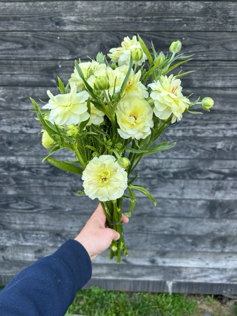RANUNCULUS Butterfly Ninos