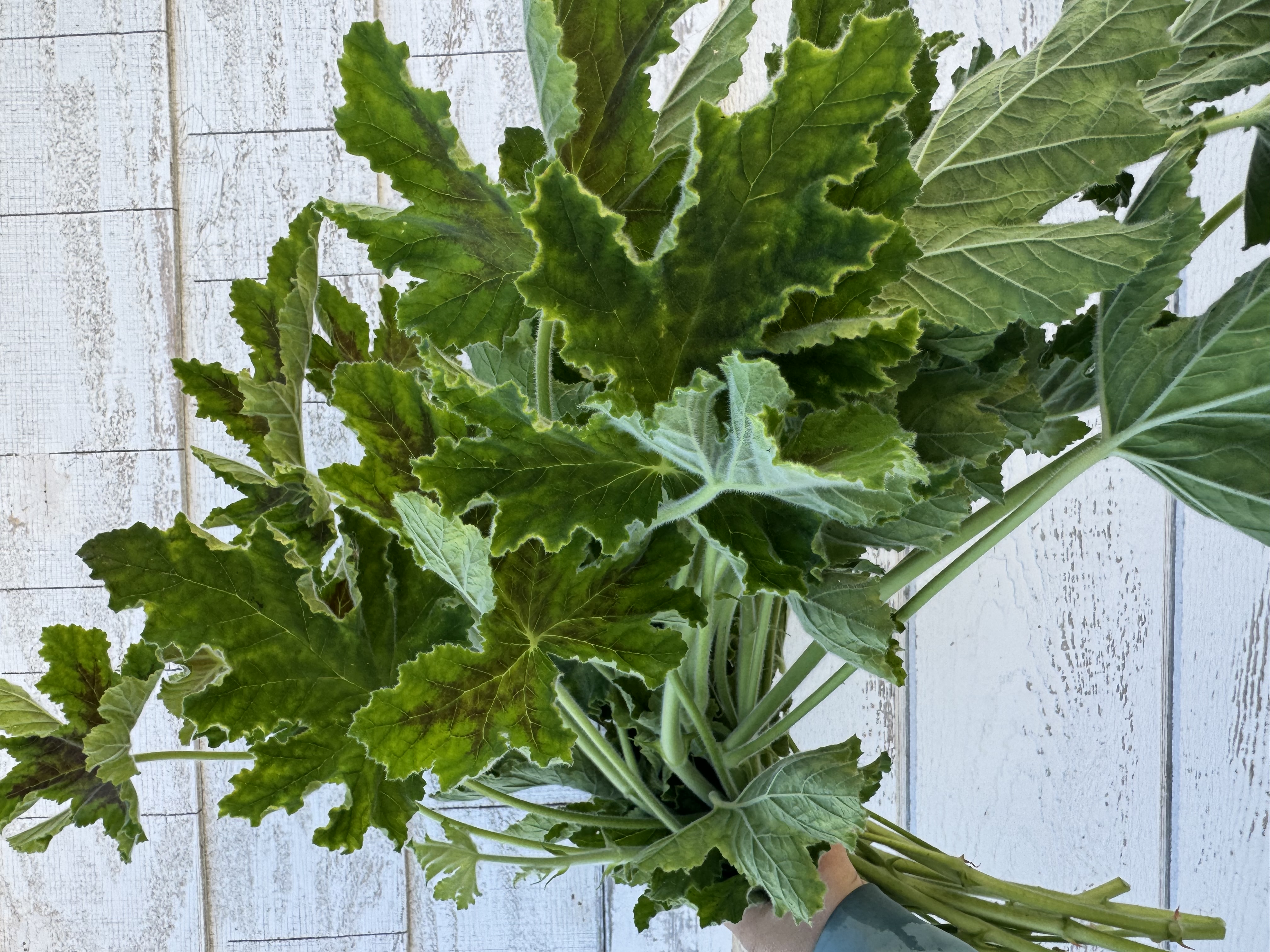 PELARGONIUM quercifolium