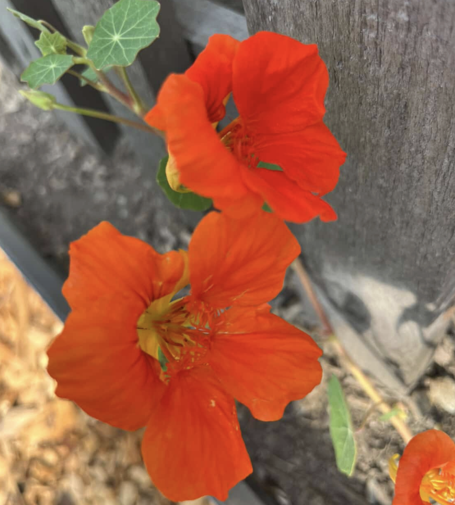 TROPAEOLUM majus Kaleidoscope