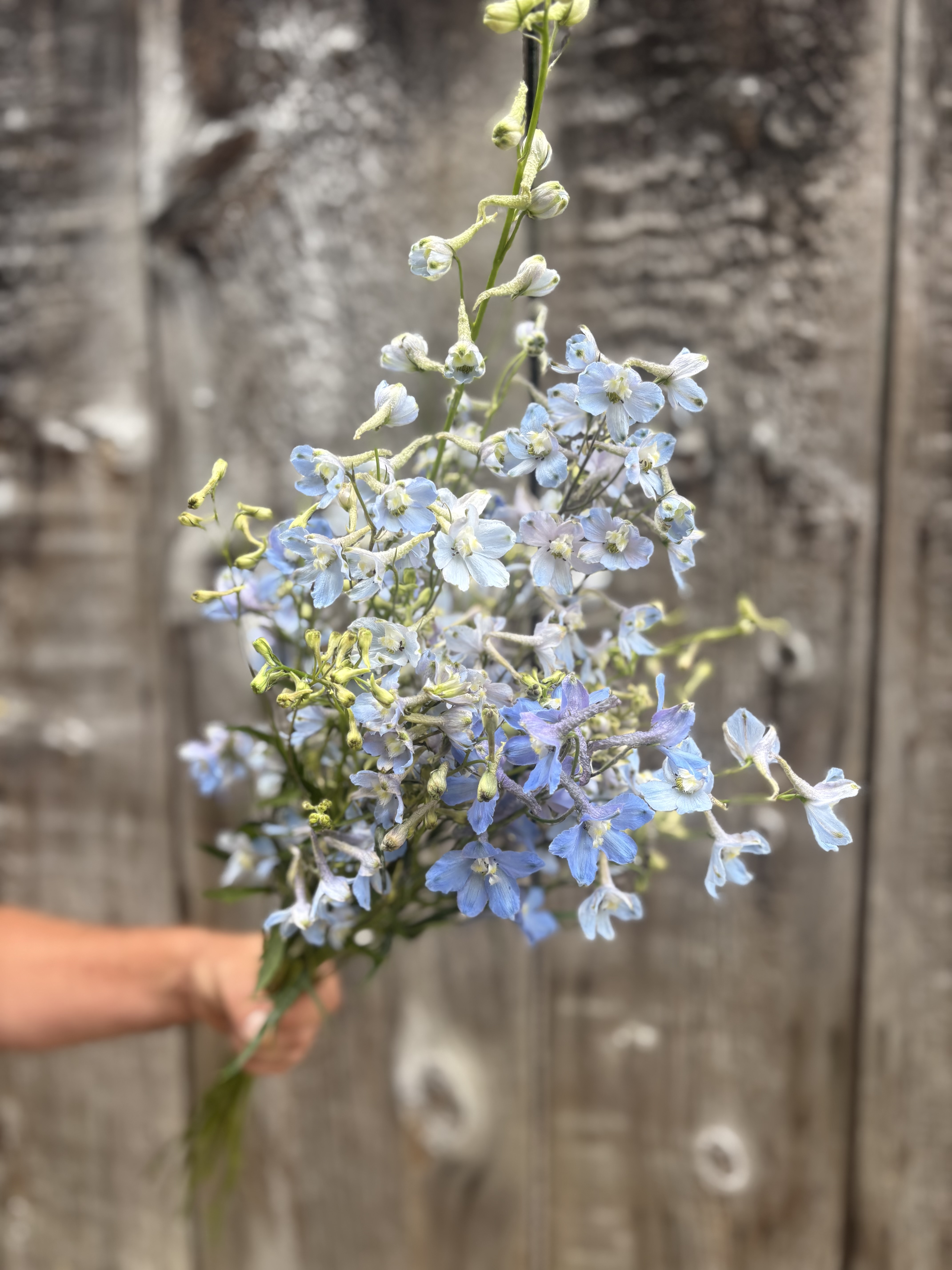 DELPHINIUM x belladonna Cliveden Beauty