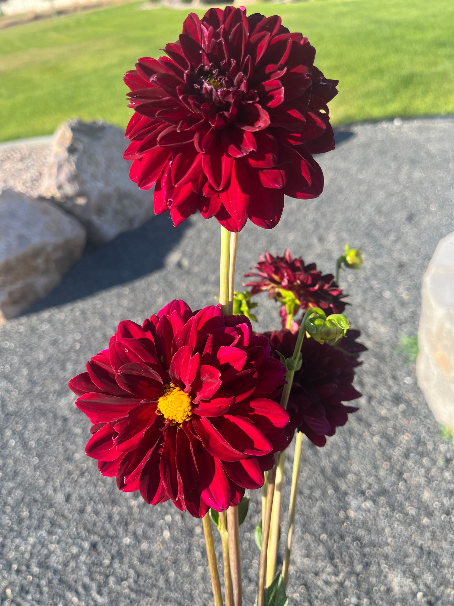 DAHLIA Arabian Night